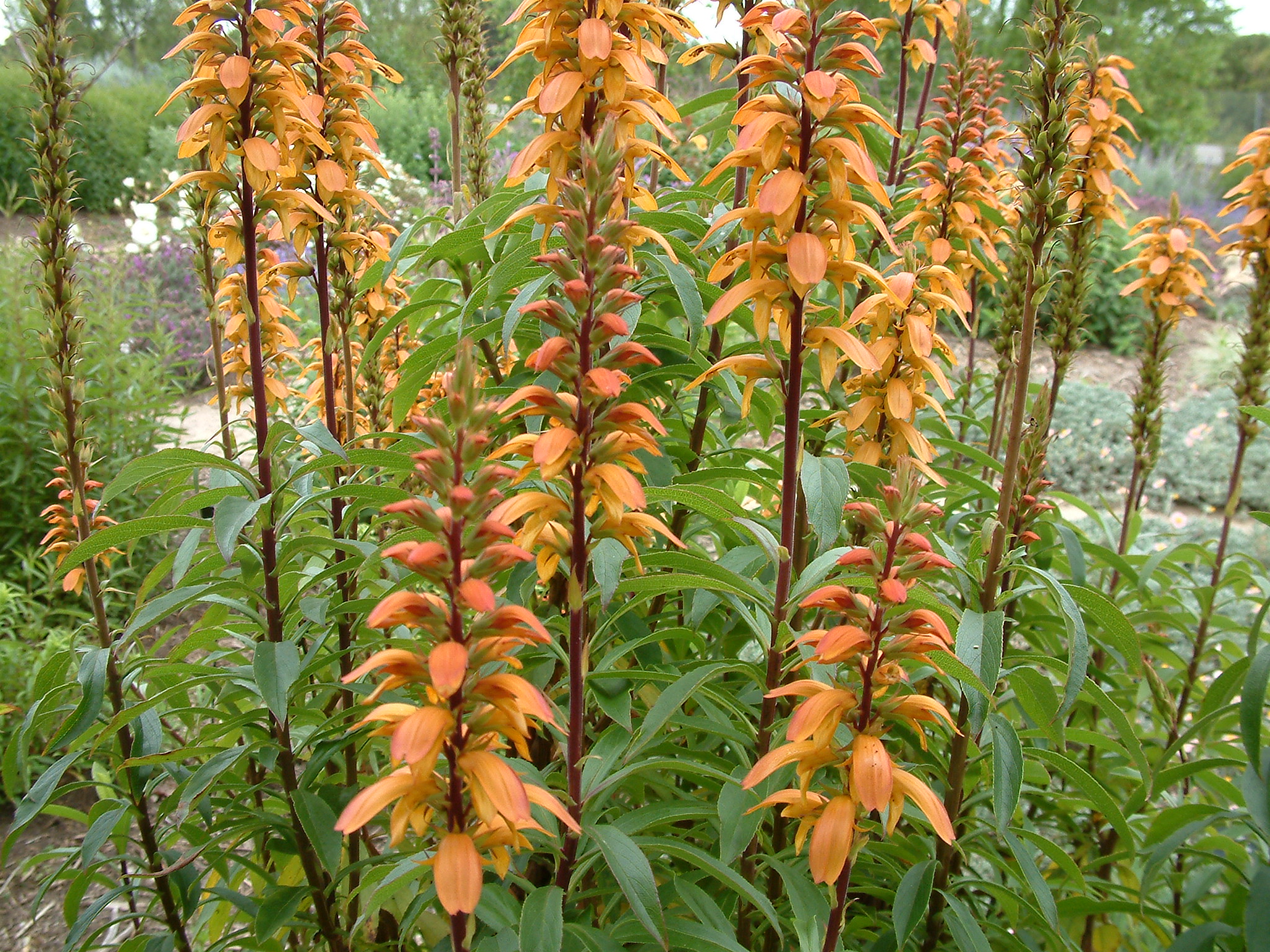 Isoplexis canariensis - Canary Island Foxglove | PlantMaster