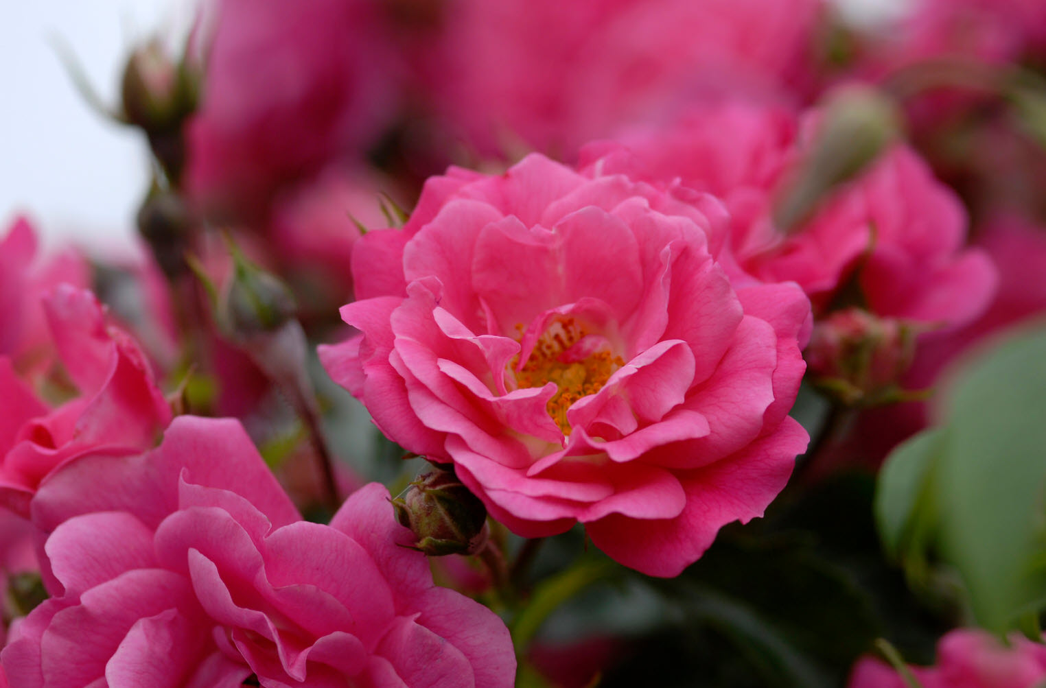 Rosa Flower Carpet Pink Supreme