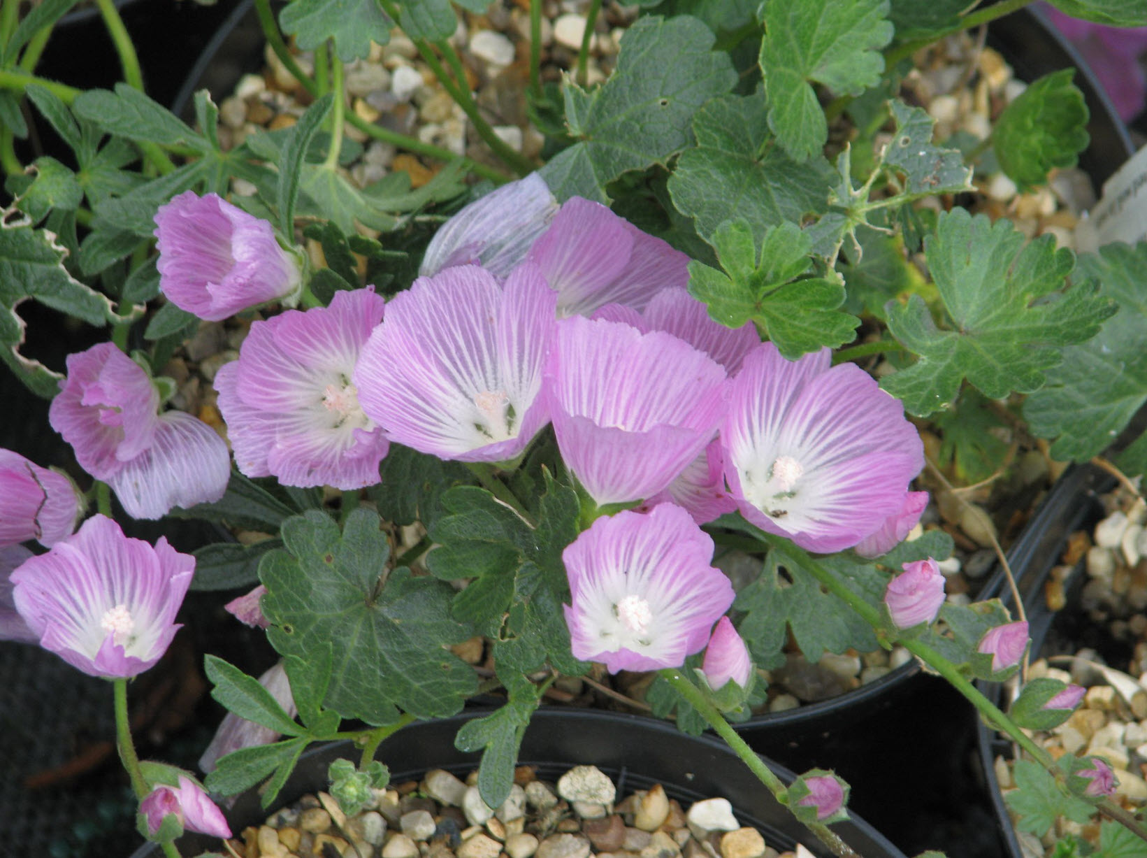 アントステラ　プランター Delosperma 'Orchid Flash' CPBRAF PPAF | Walters Gardens, Inc.