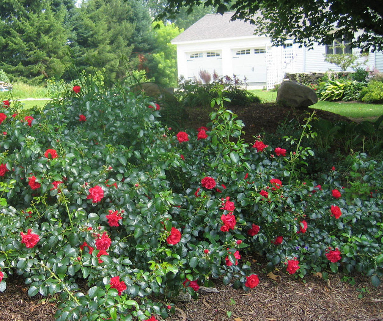 Rosa Flower Carpet Scarlet Rose Plantmaster