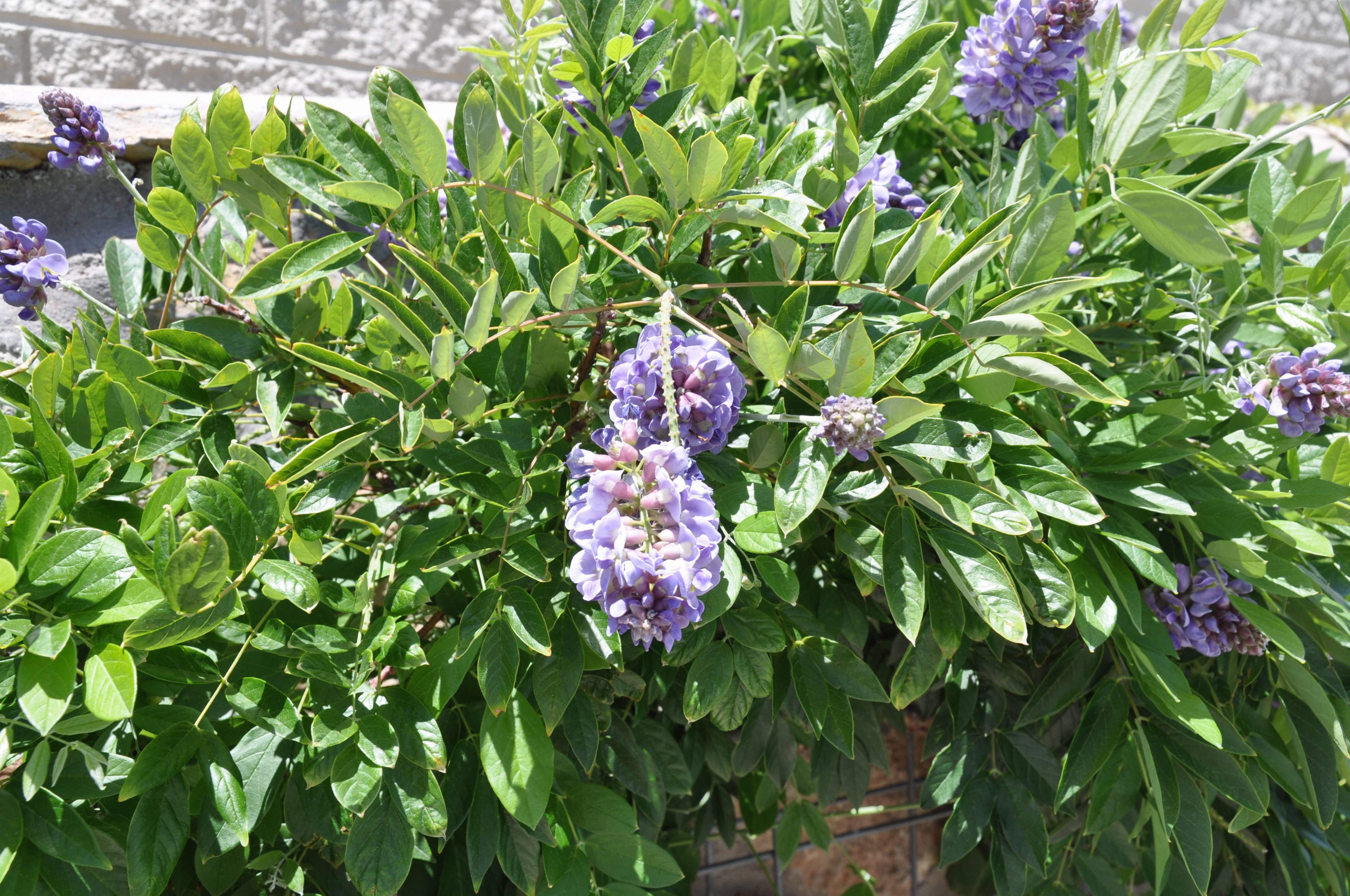 Wisteria 'Cooke's Purple' Staked — Green Acres Nursery & Supply