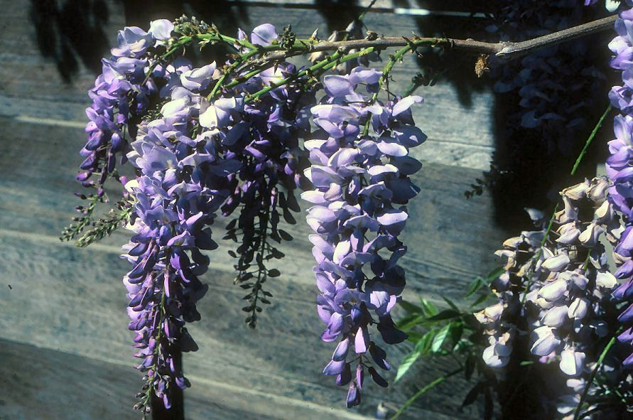 Wisteria sinensis 'Cooke's Special' - Purple Chinese Wisteria