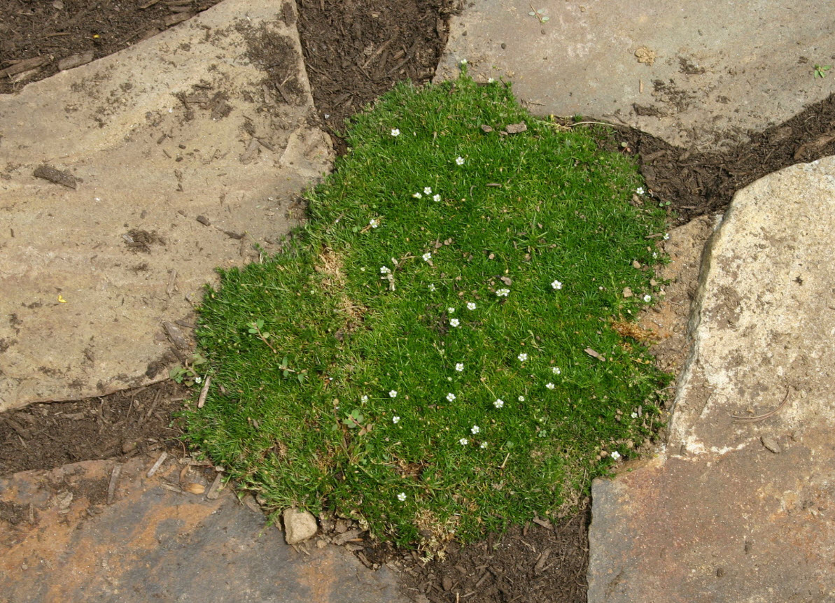 scotch moss ground cover