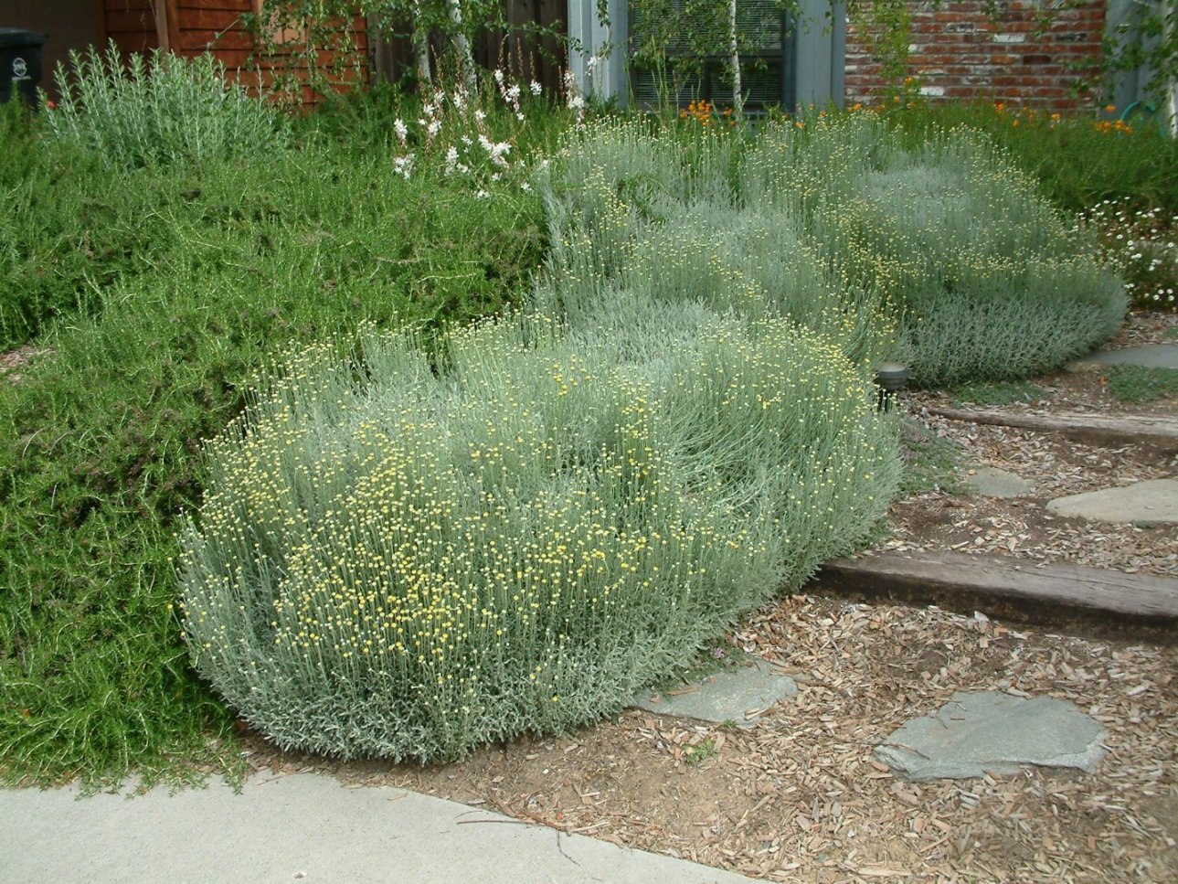 Santolina Chamaecyparissus Gray Lavender Cotton Plantmaster