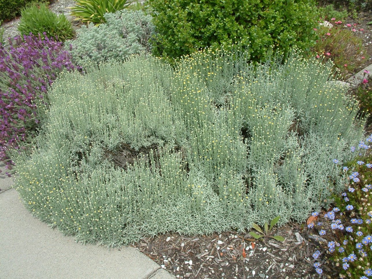 How to Plant and Grow Lavender Cotton