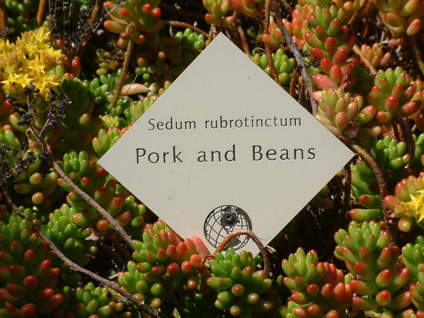 Sedum x rubrotinctum - Pork And Beans | PlantMaster