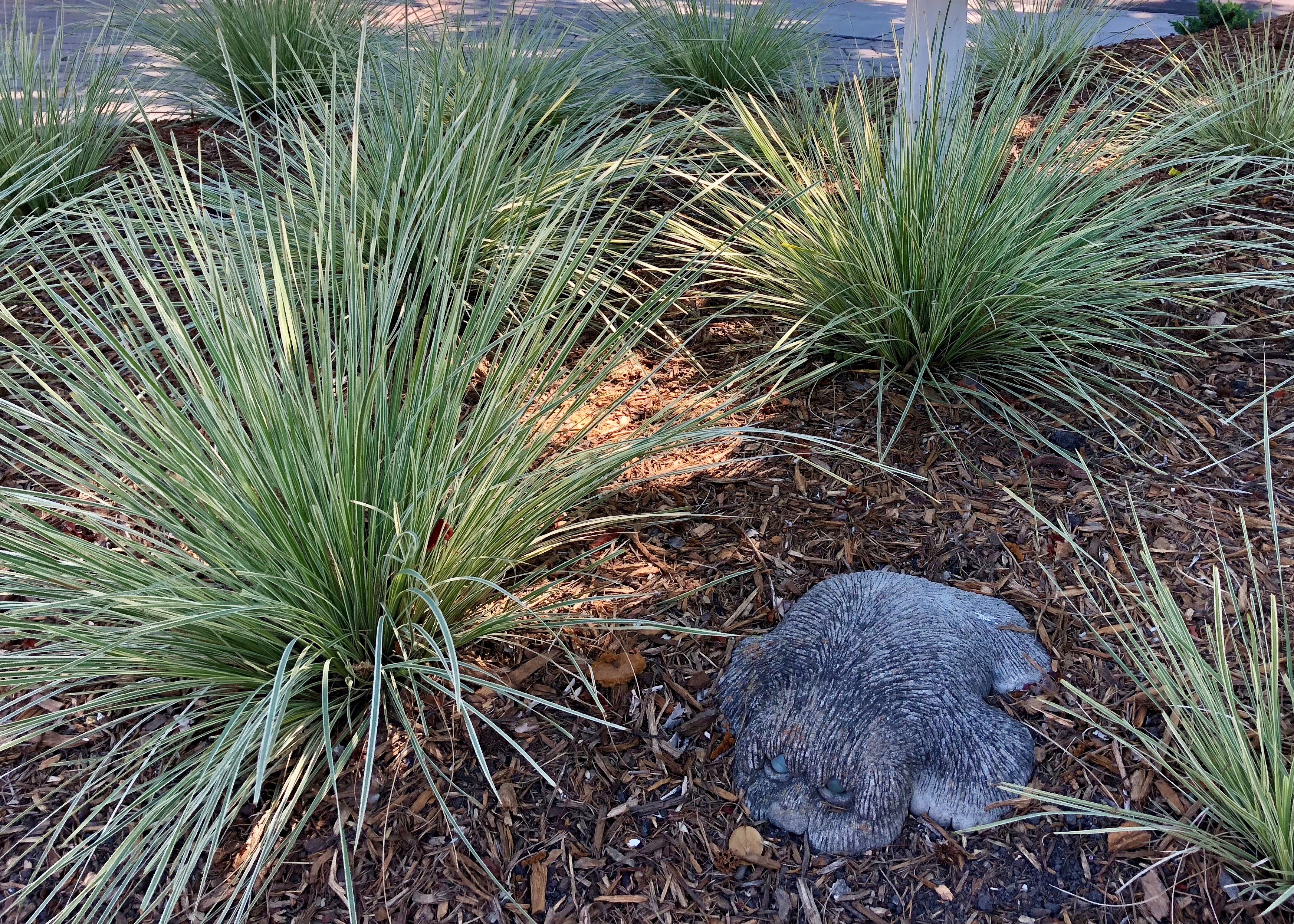 Lomandra 'Platinum Beauty'