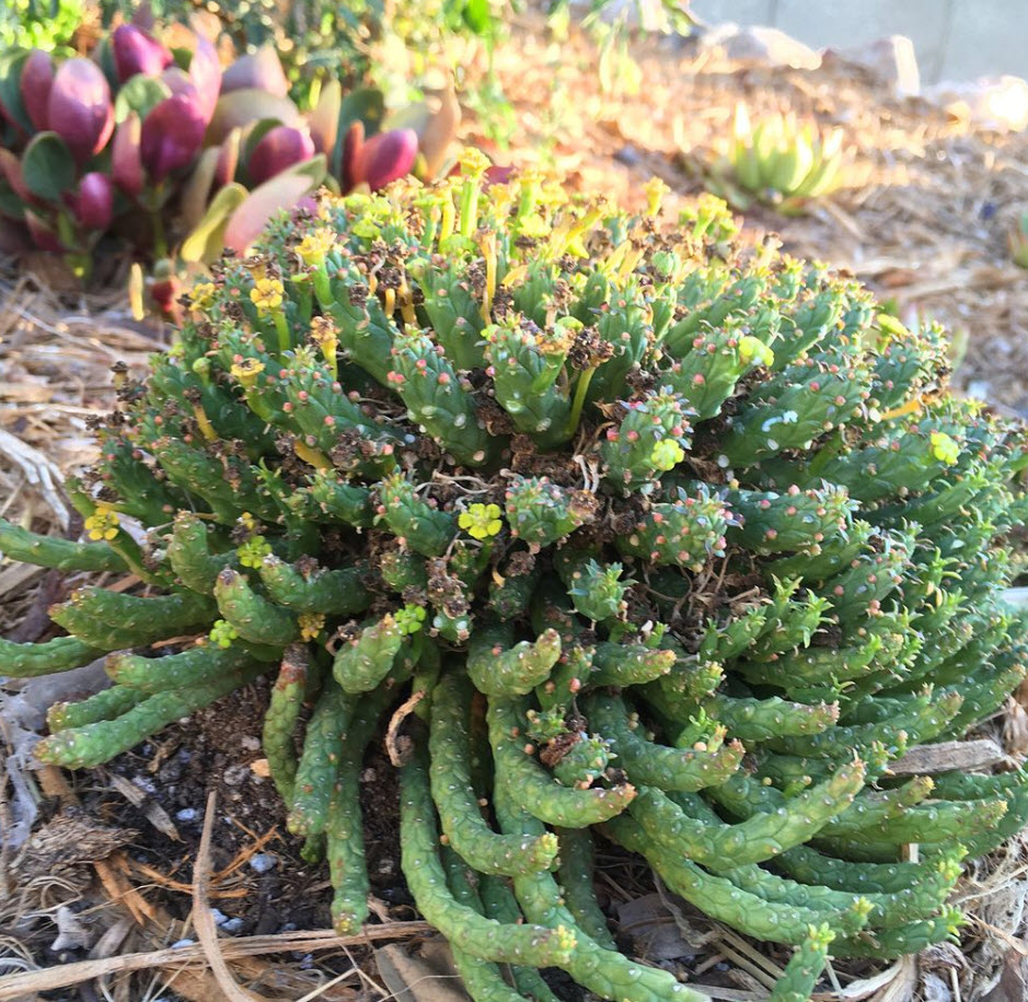 Euphorbia flanaganii - Medusa's Head | PlantMaster