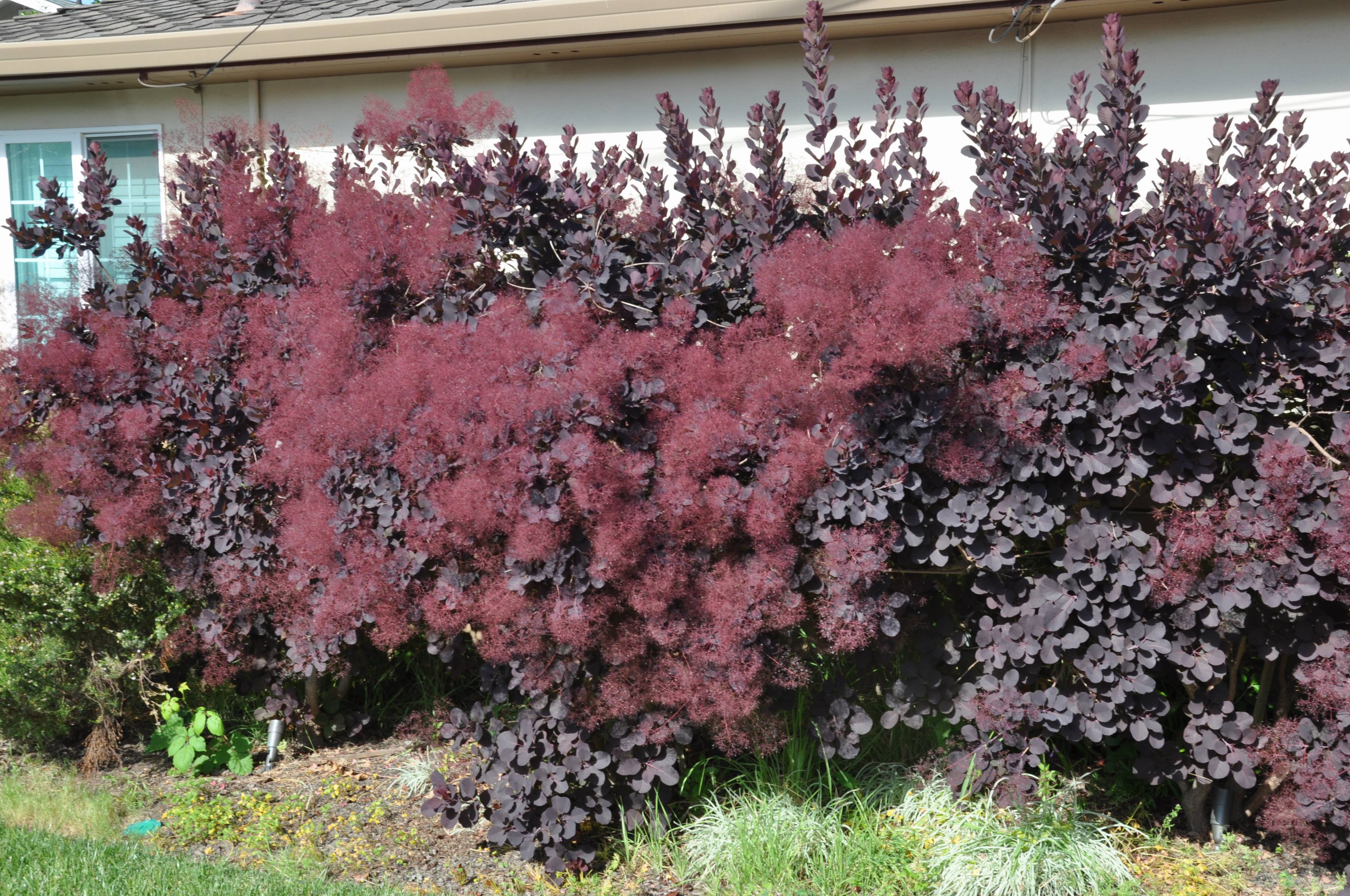 Image of Cotinus Royal Purple in a woodland garden