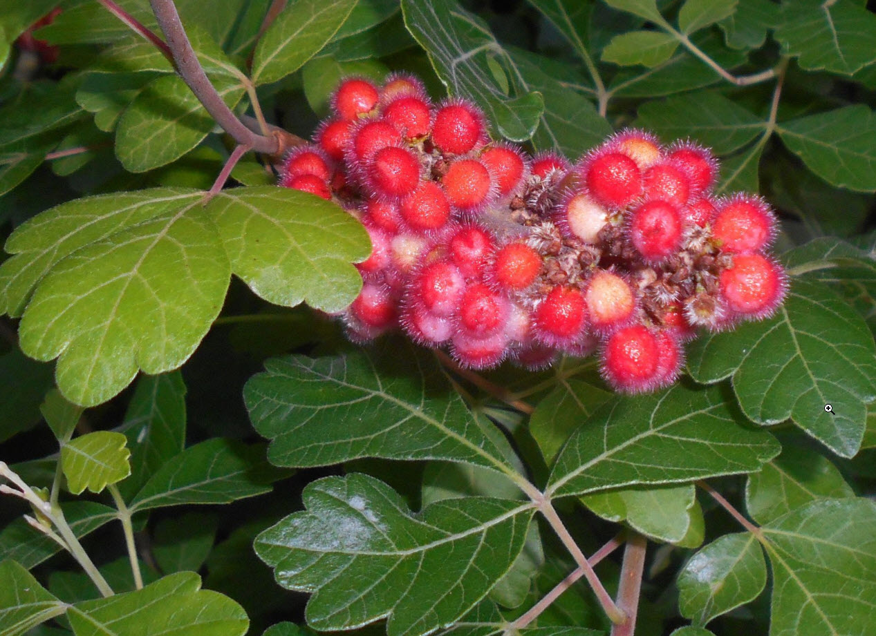 Rhus aromatica Fragrant Sumac PlantMaster