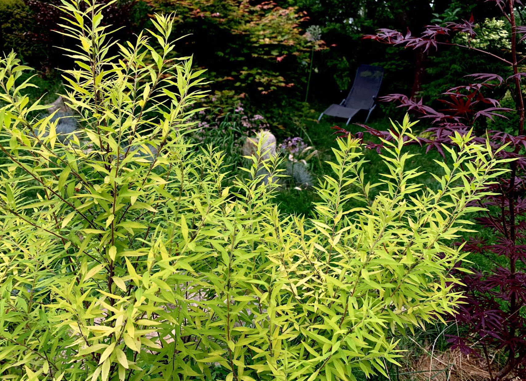 Spiraea Thunbergii 'Ogon' Mellow Yellow Spirea PlantMaster, 40% OFF