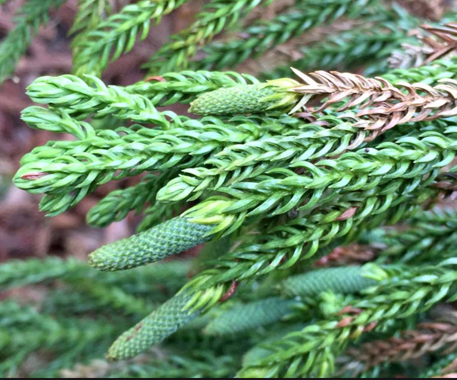 Araucaria cunninghamii - Hoop Pine | PlantMaster