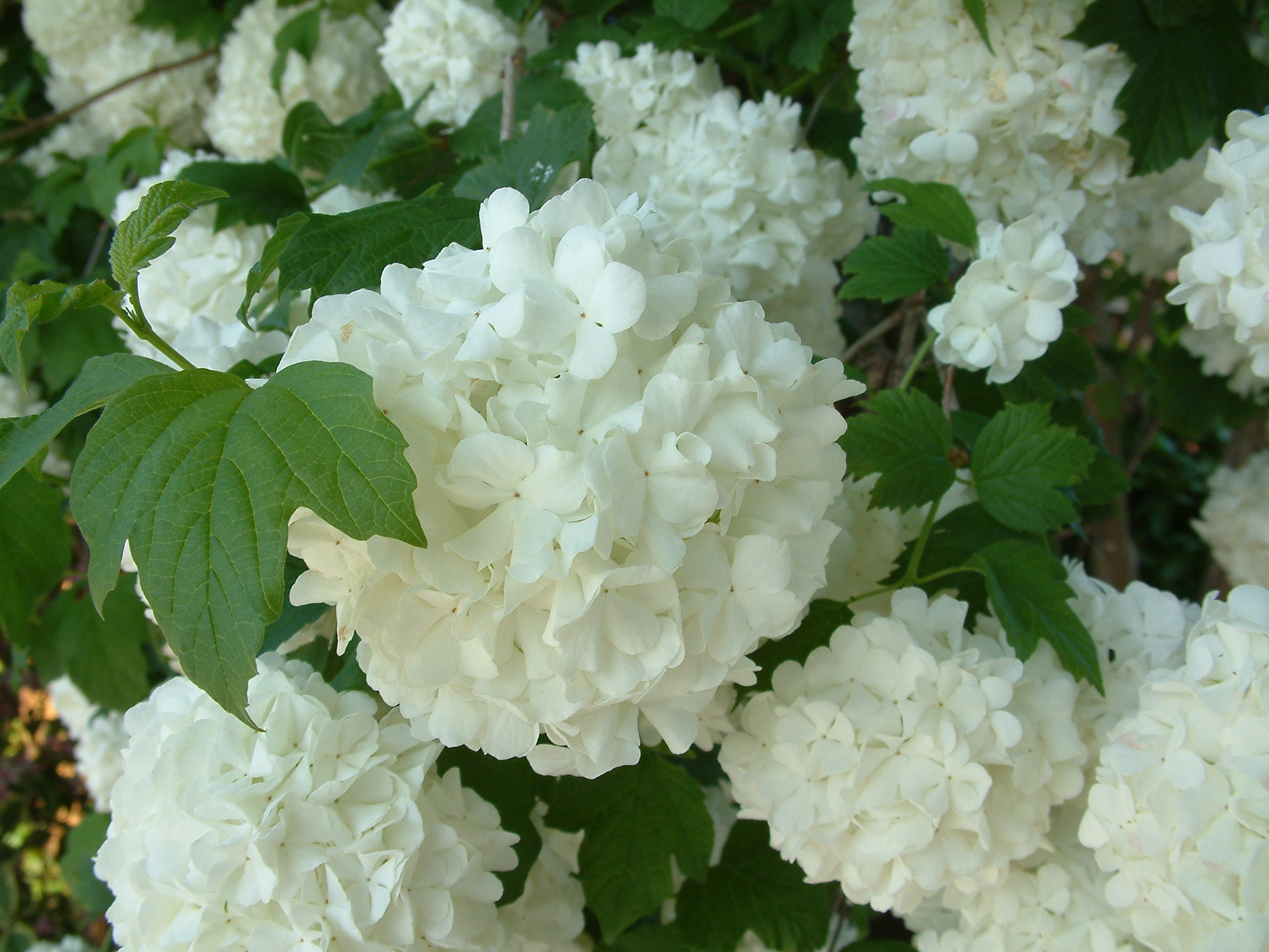 Hydrangea arborescens 'Annabelle' - Annabelle Hydrangea | PlantMaster