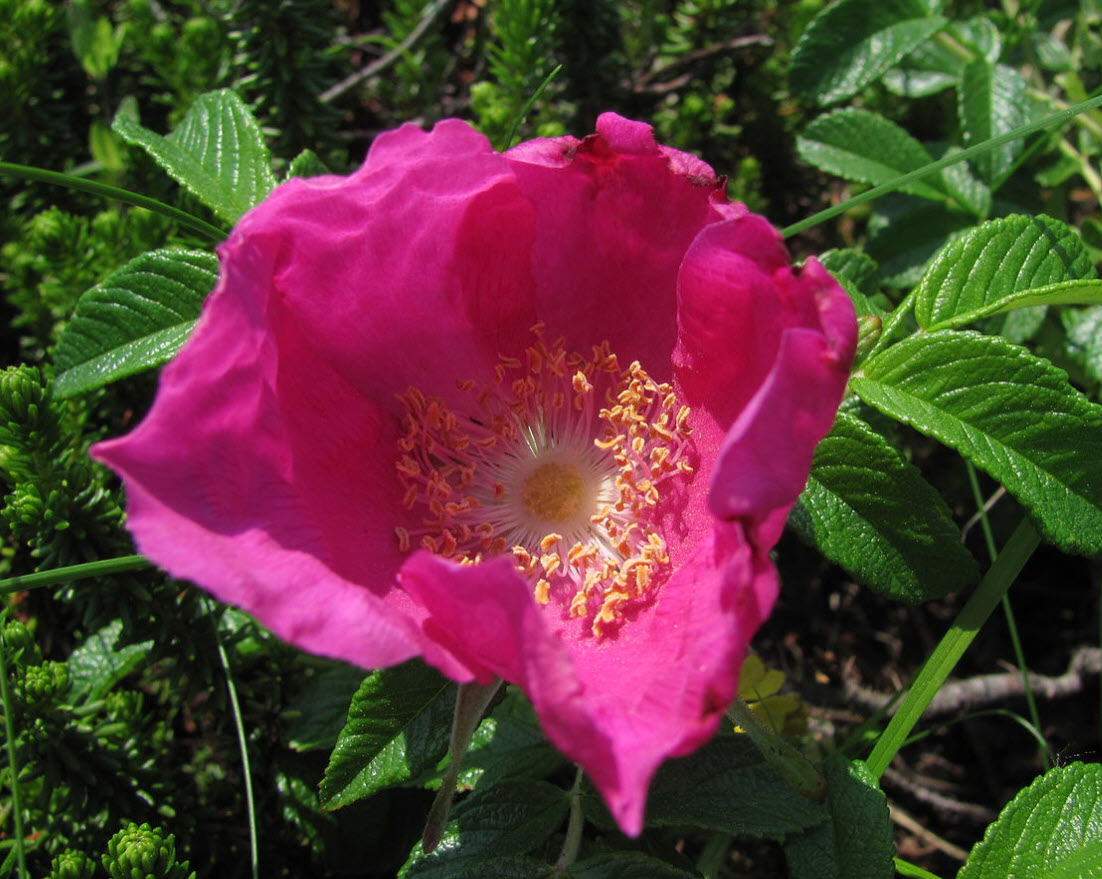 Rosa rugosa - Rugosa Rose | PlantMaster