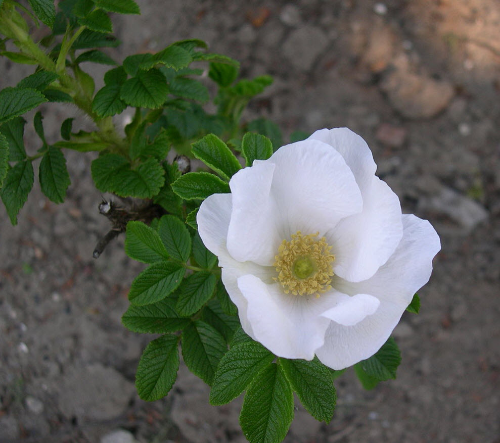 Rosa Rugosa Alba White