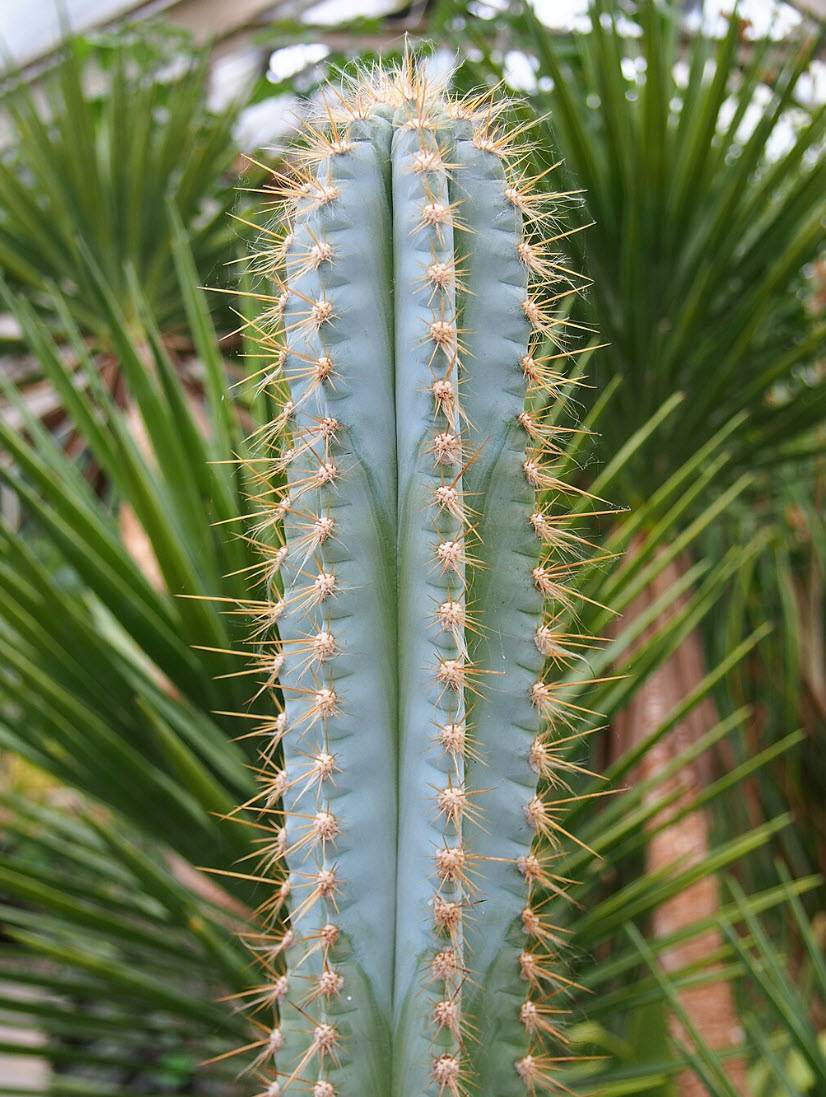 Pilosocereus azureus - Wooly Blue Spires | PlantMaster