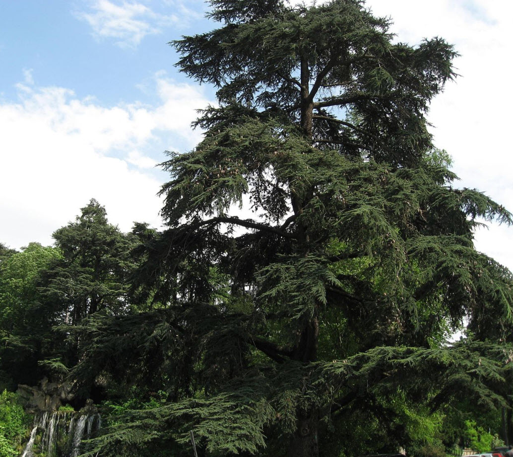 Cedrus libani - Cedar of Lebanon | PlantMaster Cedrus libani - Cedar of Lebanon | PlantMaster