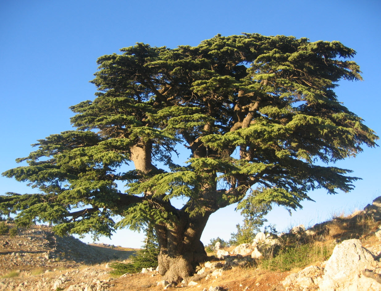 Cedrus libani - Cedar of Lebanon | PlantMaster Cedrus libani - Cedar of Lebanon | PlantMaster