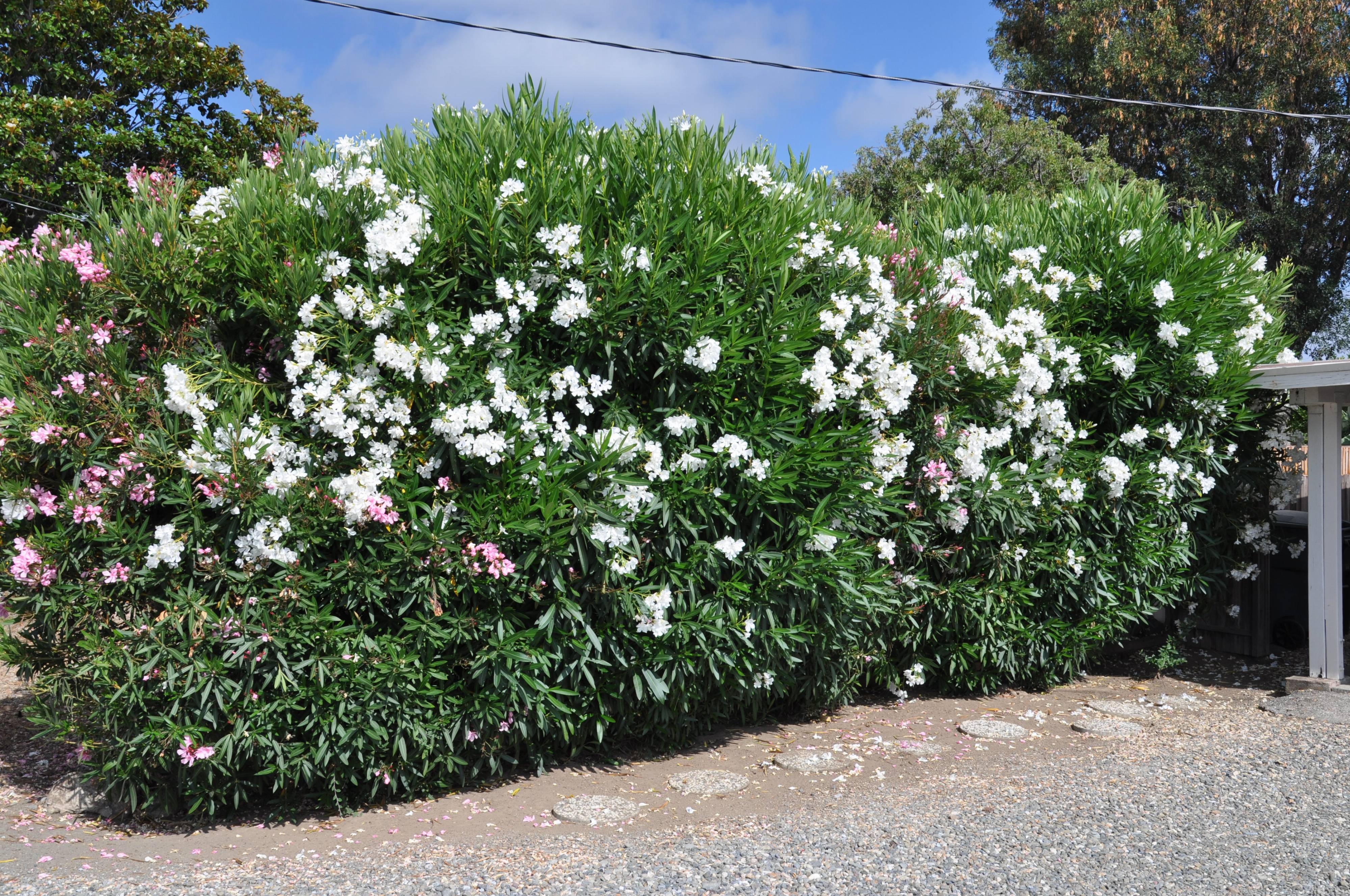 White Oleander Toxicity Understanding The Dangers Of This Common Plant White Oleander Toxicity Understanding The Dangers Of This Common Plant