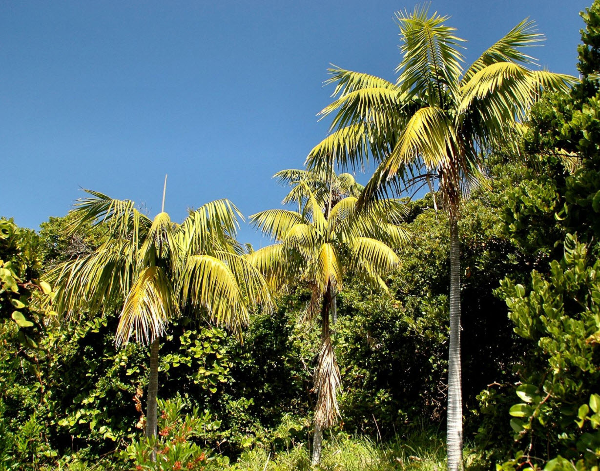 Howea forsteriana Mature - Kentia Palm Mature | PlantMaster