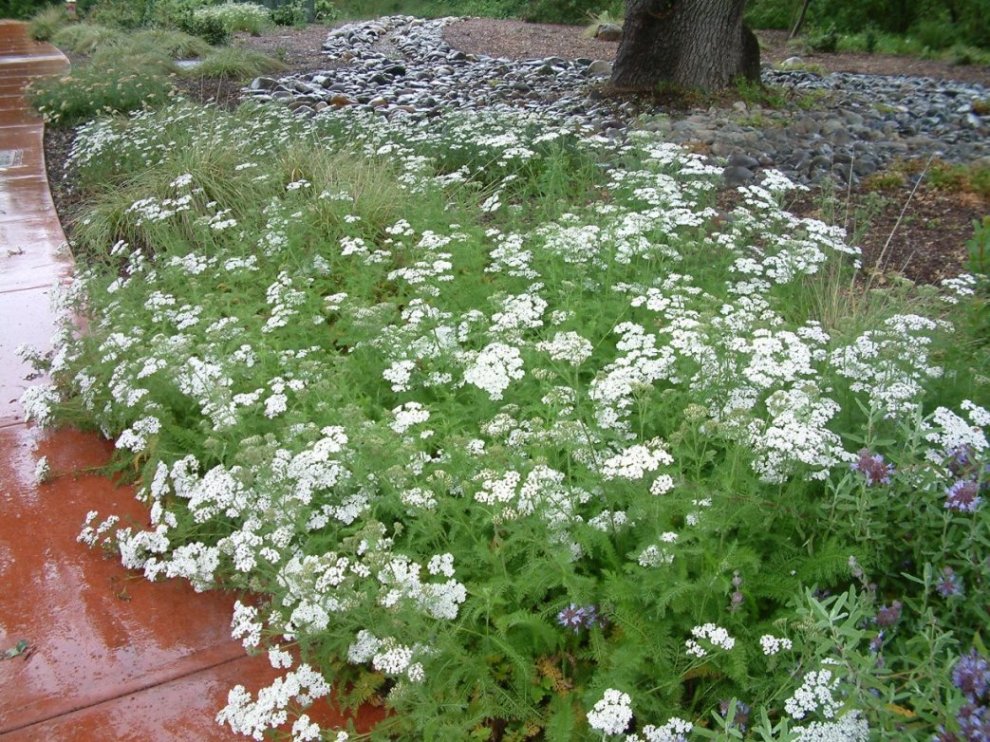 Image of Yarrow (Achillea millefolium) ground cover