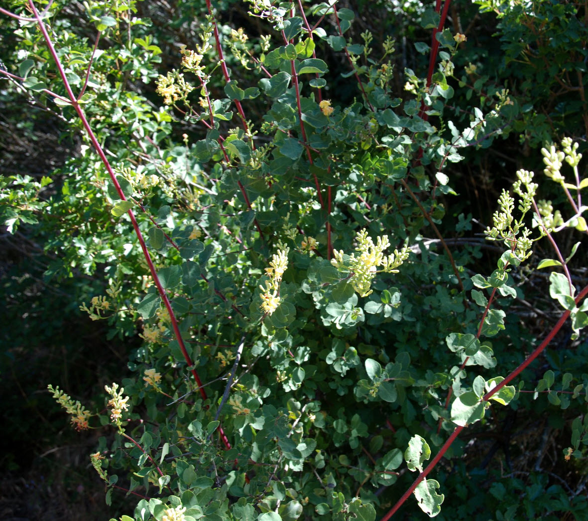 Lonicera subspicata - Chaparral Honeysuckle | PlantMaster
