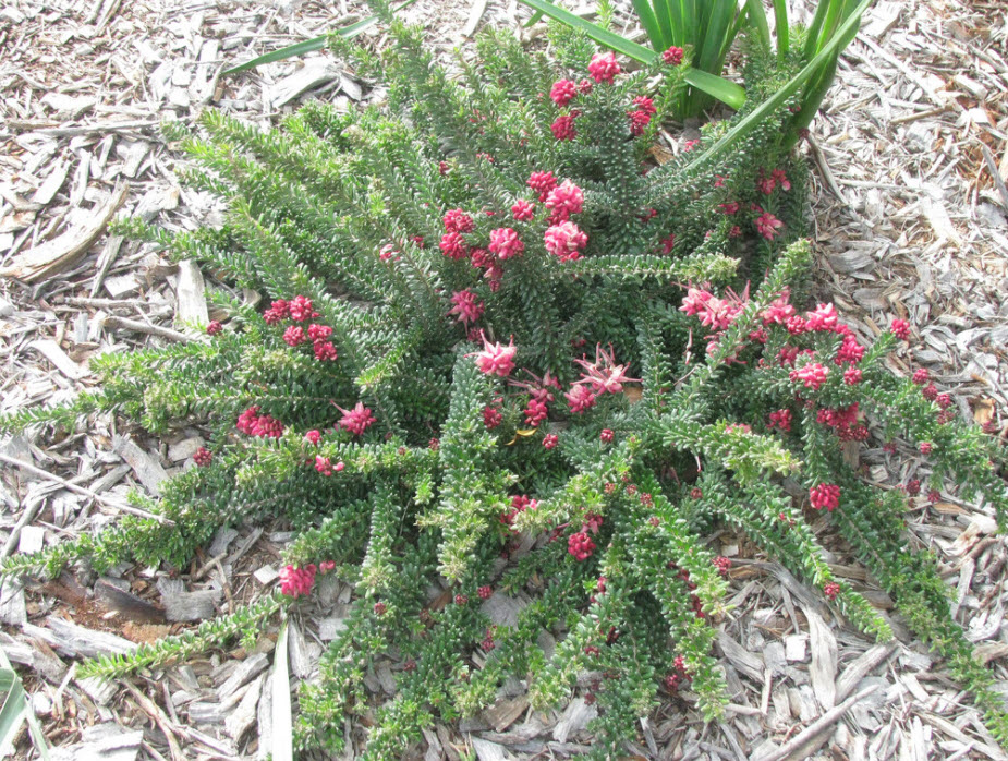 Grevillea lanigera 'Mt Tamboritha' - Woolly Grevillea | PlantMaster