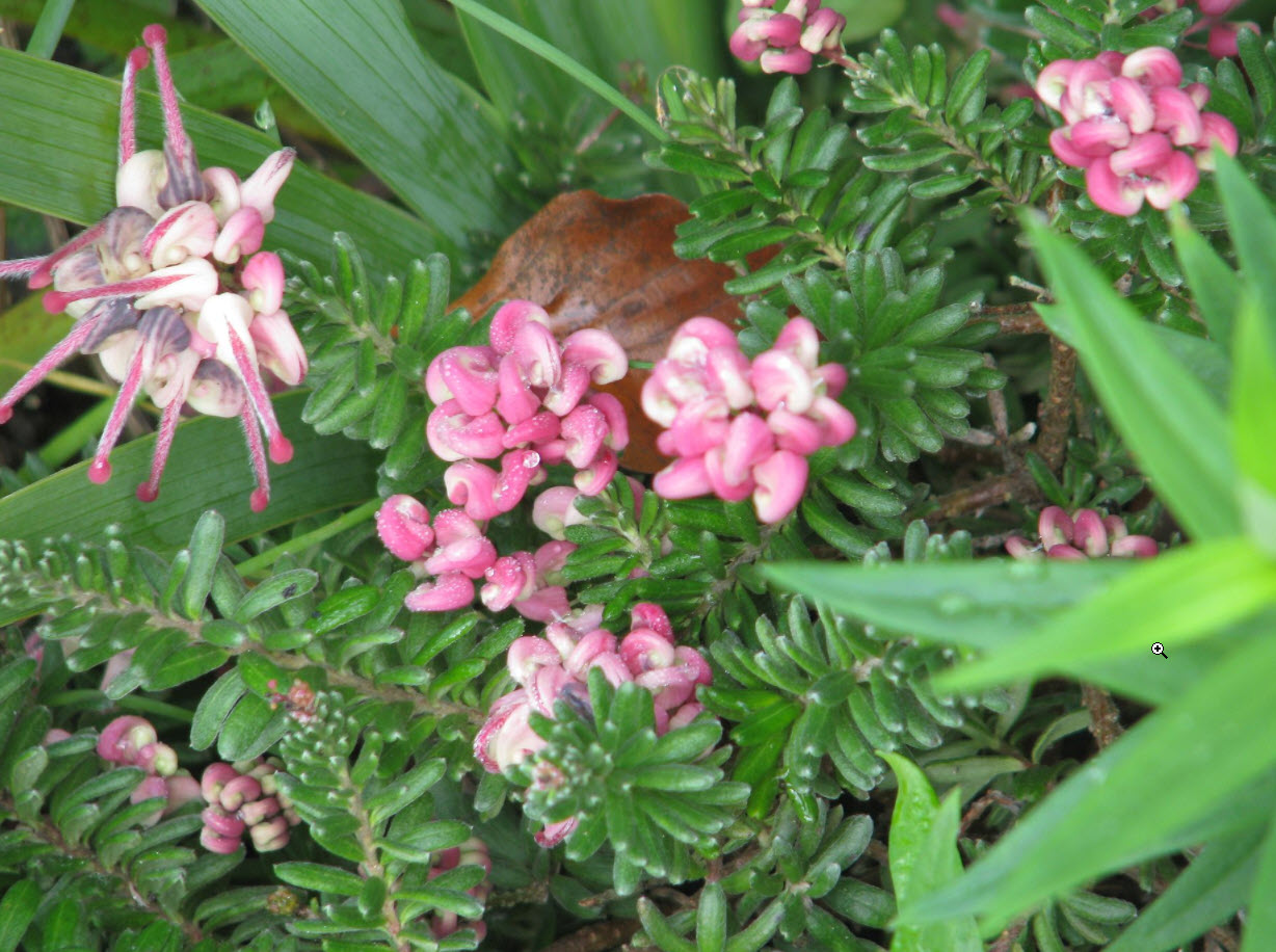 Grevillea lanigera 'Mt Tamboritha' - Woolly Grevillea | PlantMaster