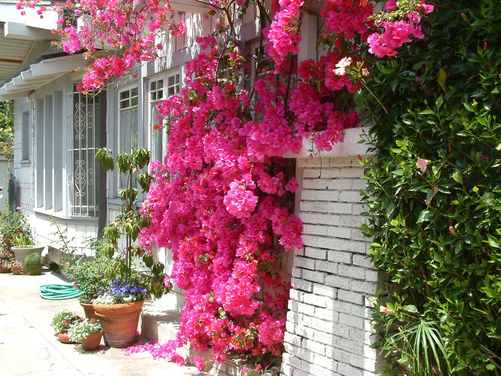 Bougainvillea 'Barbara Karst'