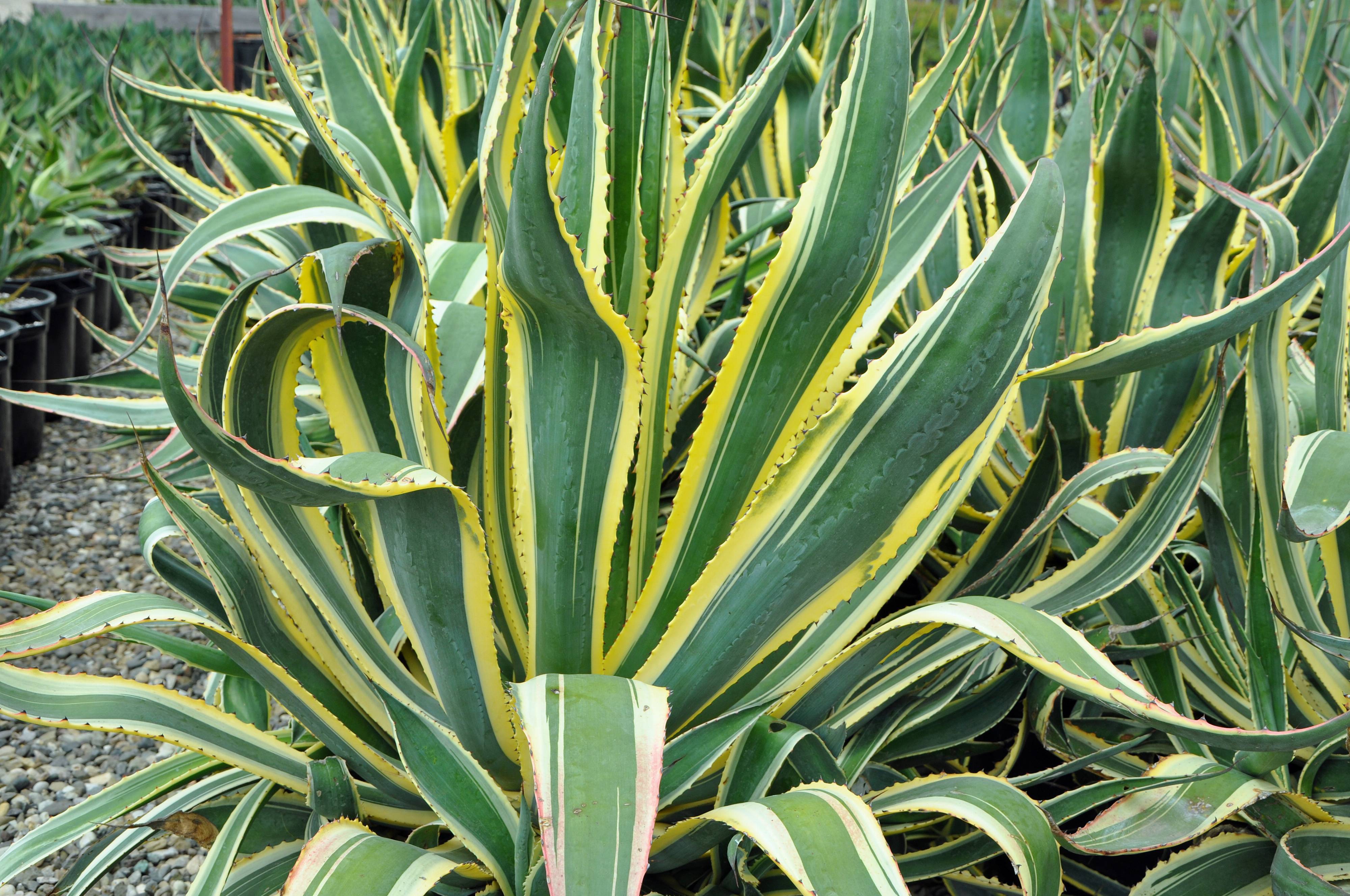 Agave americana 'Yellow Ribbons' - Yellow Ribbons Century Plant |  PlantMaster