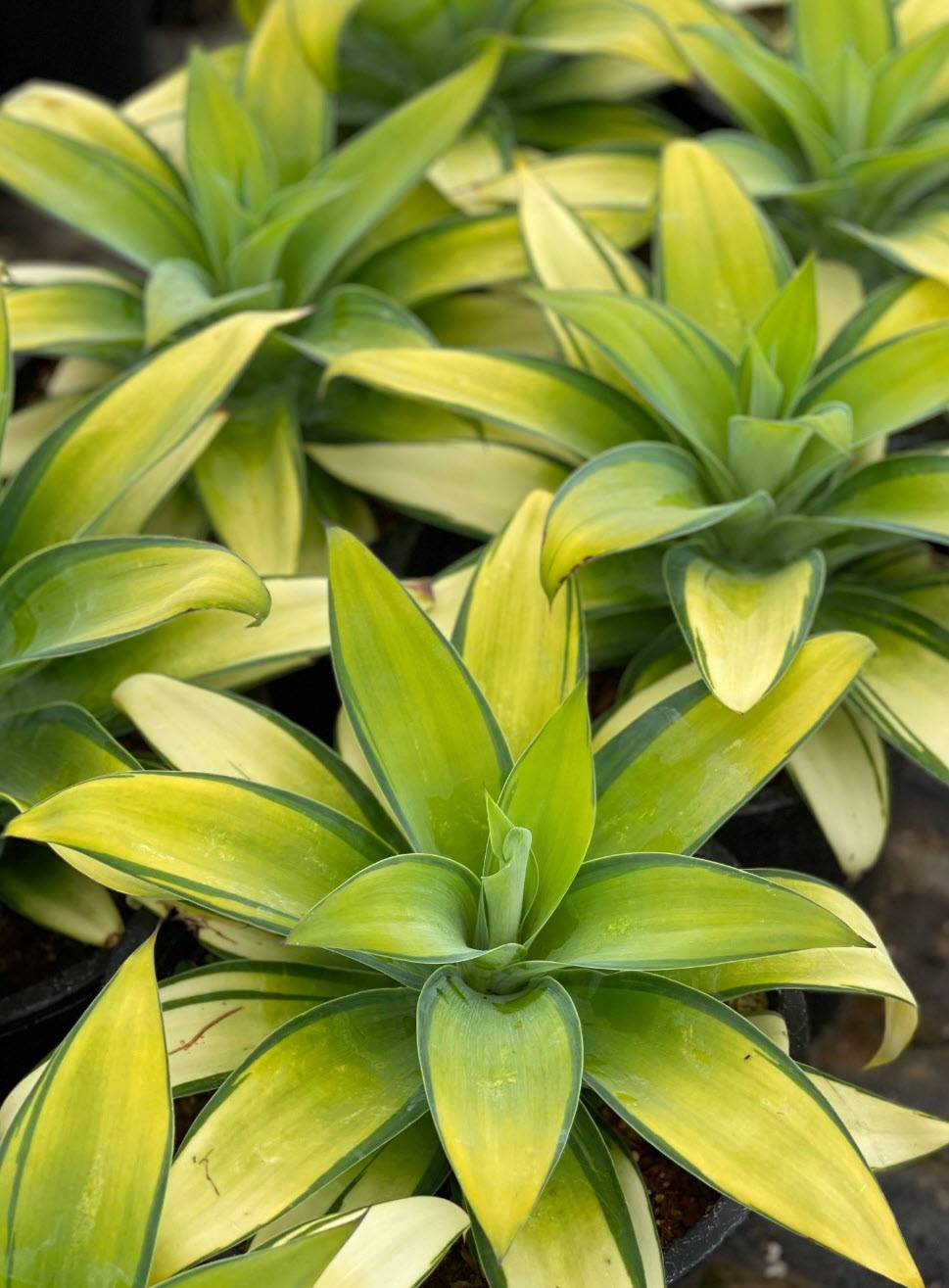 Agave attenuata 'Kara's Stripes' - Kara's Stripes Agave | PlantMaster