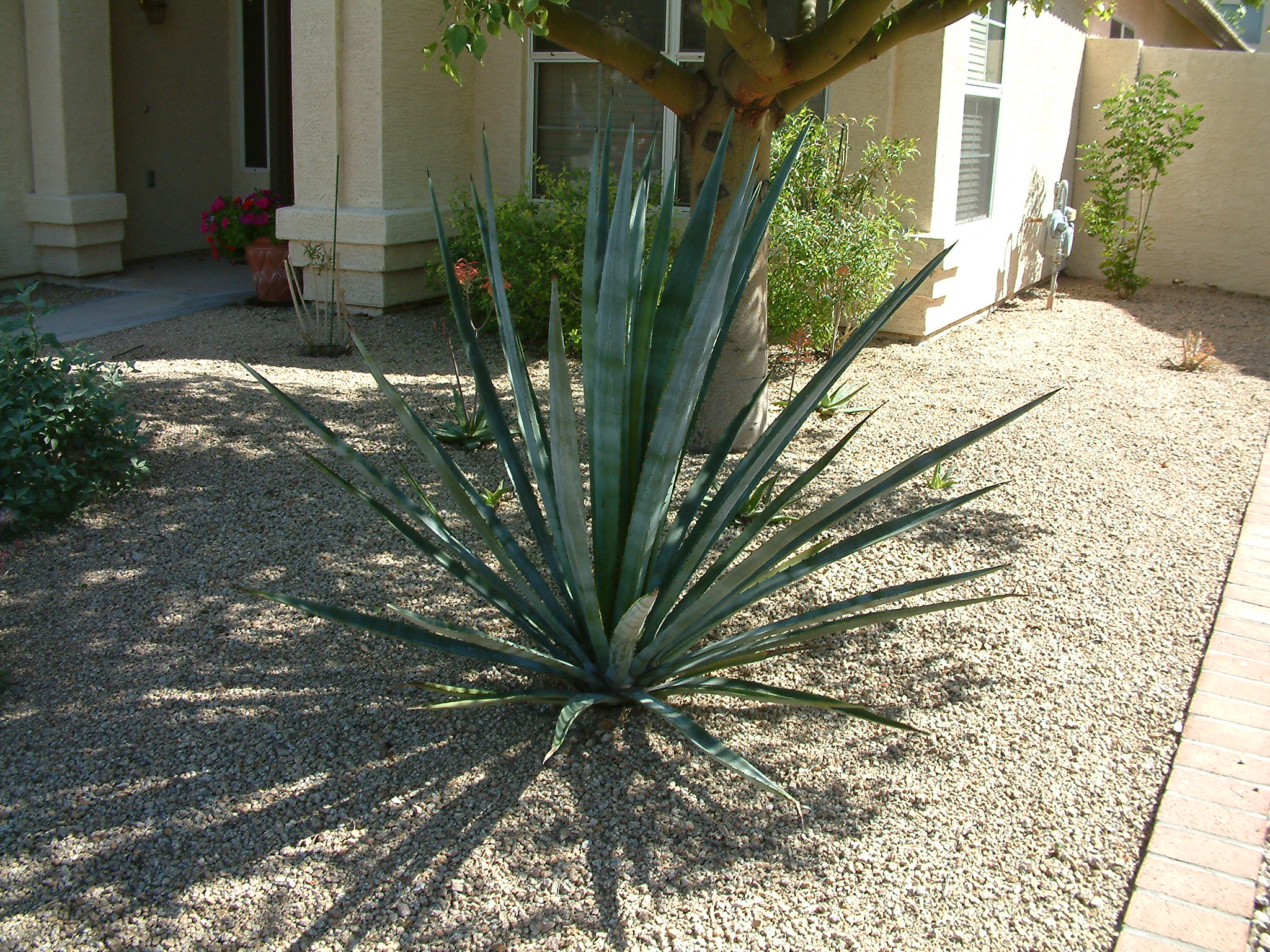 Agave fourcroydesa - Henequen Agave | PlantMaster
