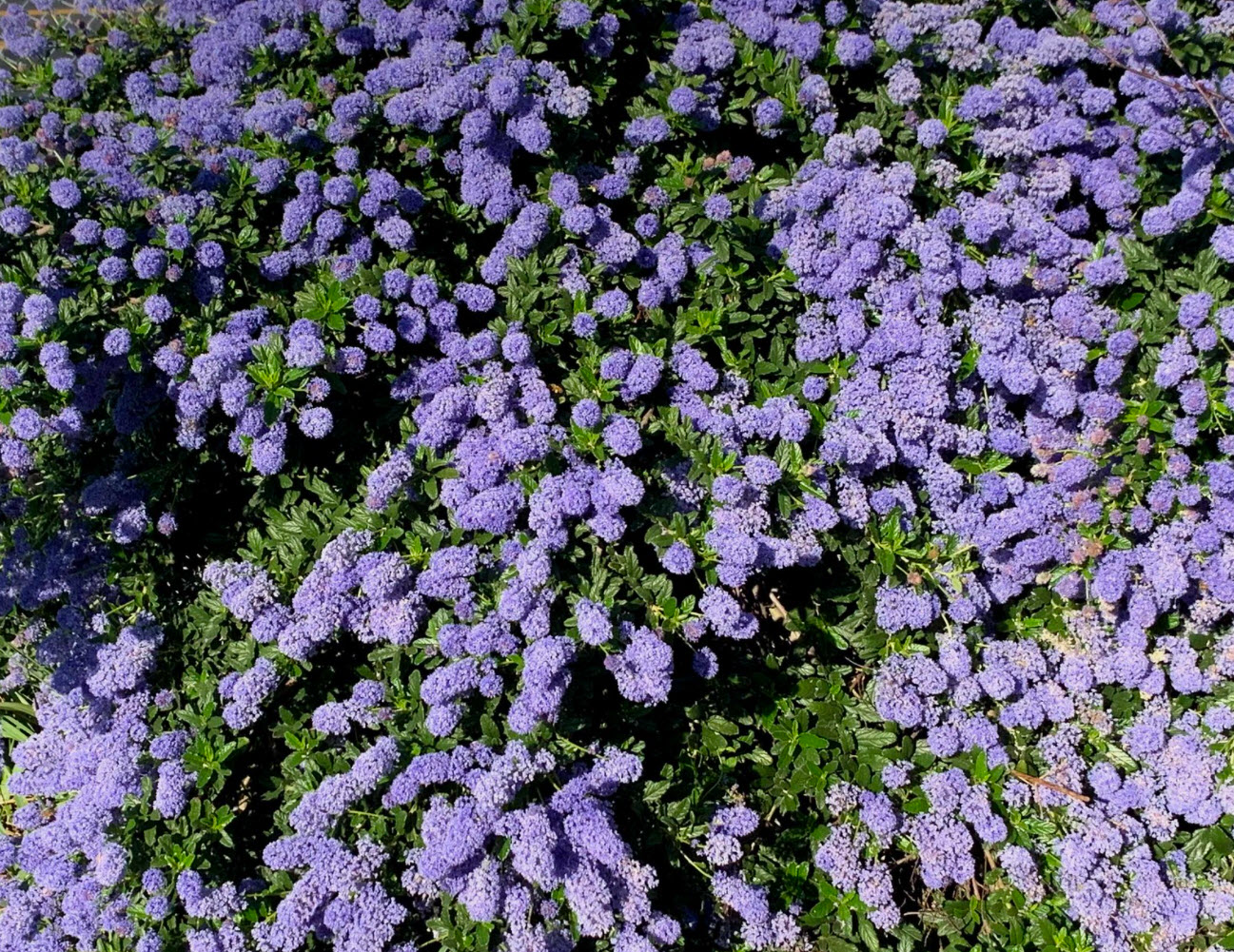 Ceanothus 'Joyce Coulter'