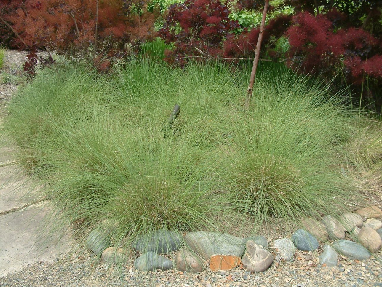 Carex divulsa