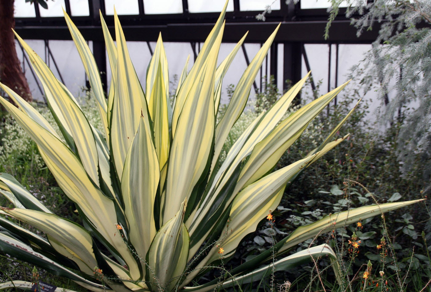 Furcraea foetida 'Mediopicta' - Furcraea mediopicta | PlantMaster