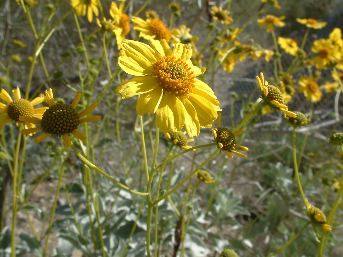 Encelia farinosa