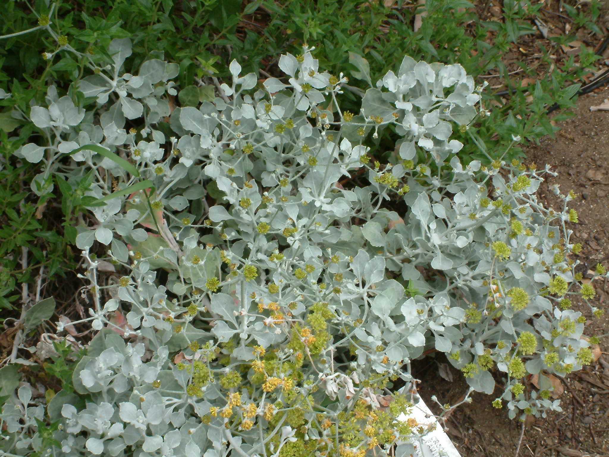 Eriogonum crocatum Saffron Buckwheat PlantMaster