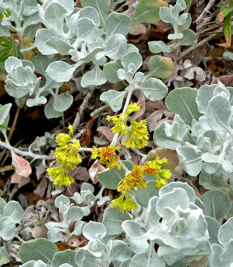 Eriogonum crocatum Saffron Buckwheat PlantMaster