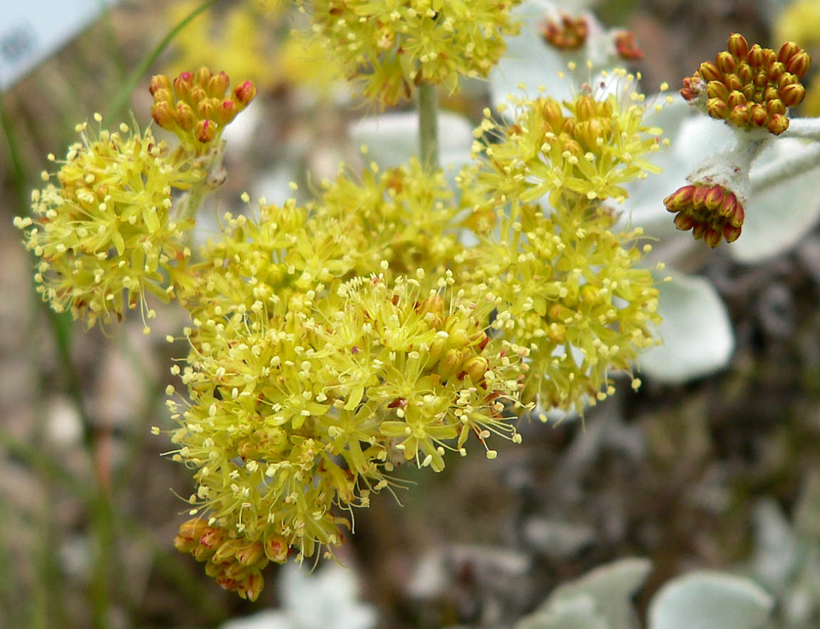 Eriogonum crocatum Saffron Buckwheat PlantMaster