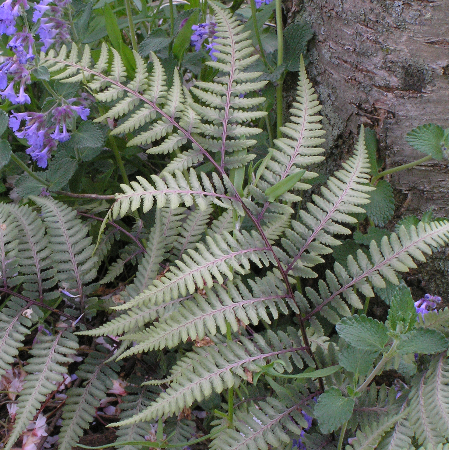 Athyrium niponicum 'Pictum' - Japanese Painted Fern | PlantMaster