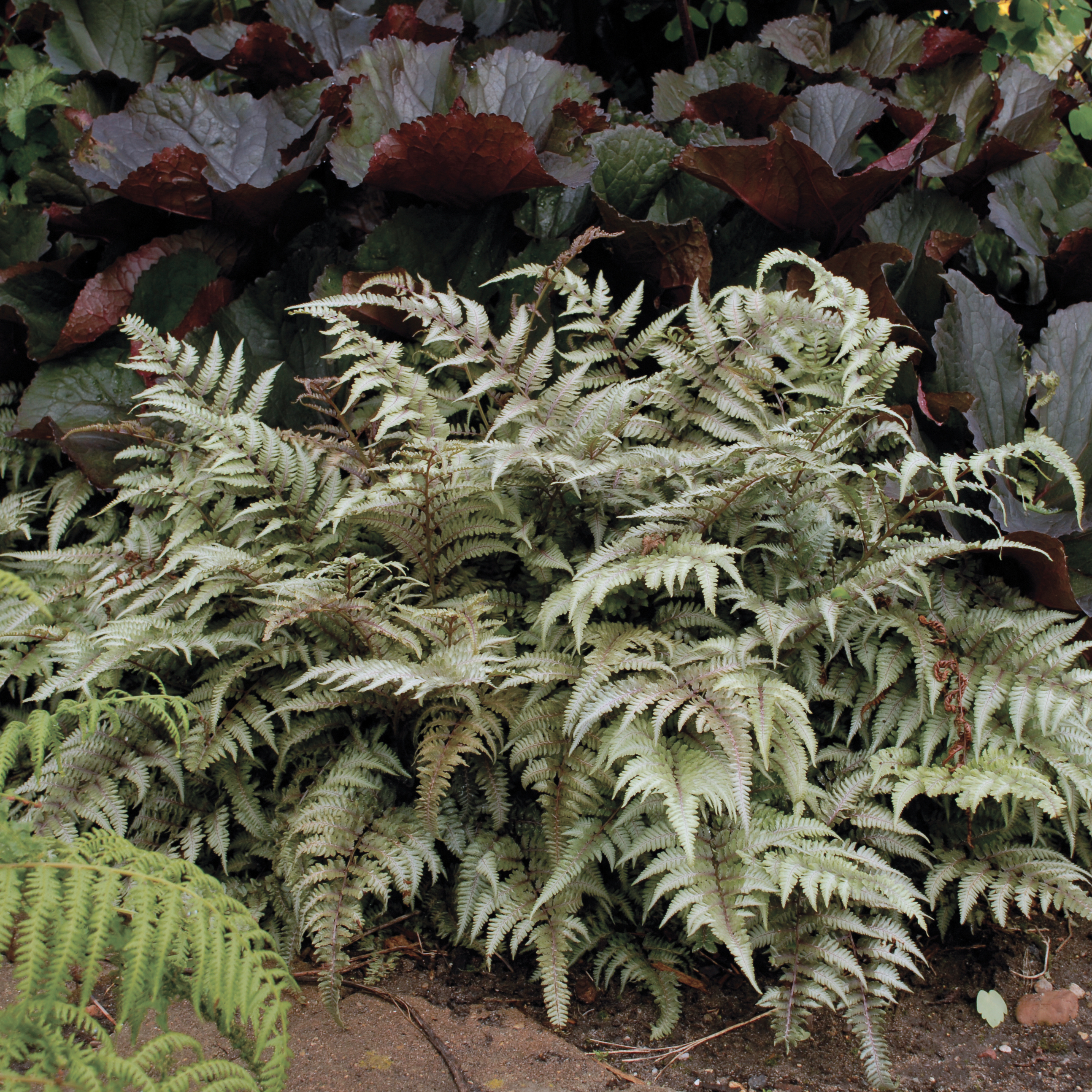 Папоротник Athyrium niponicum 