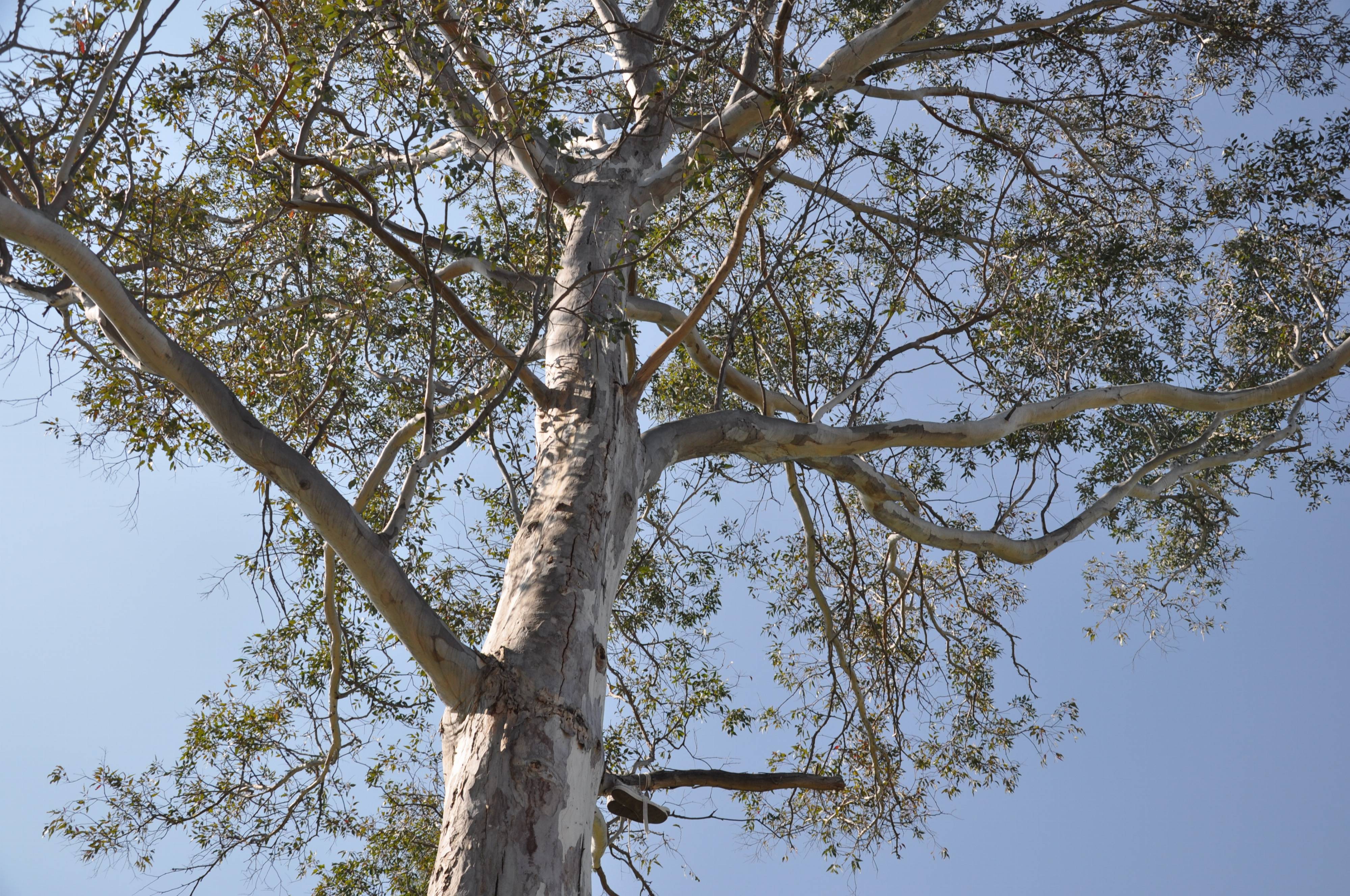 Eucalyptus leucoxylon - White Ironbark | PlantMaster