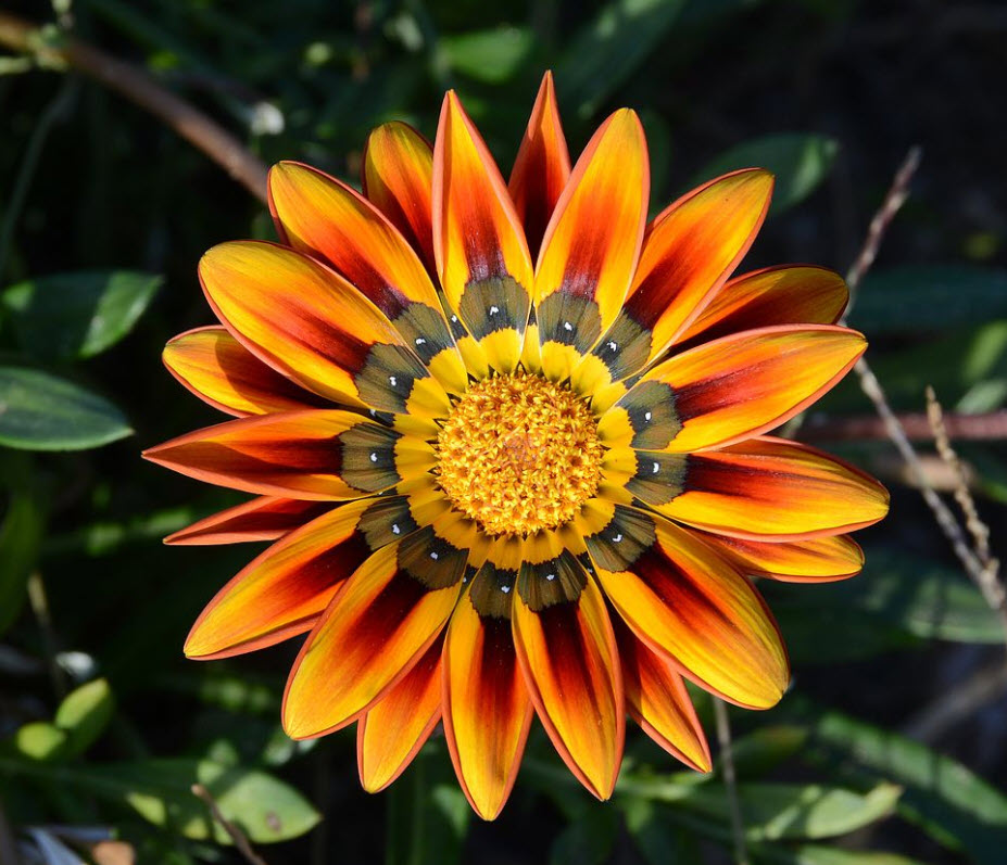 Gazania rigens