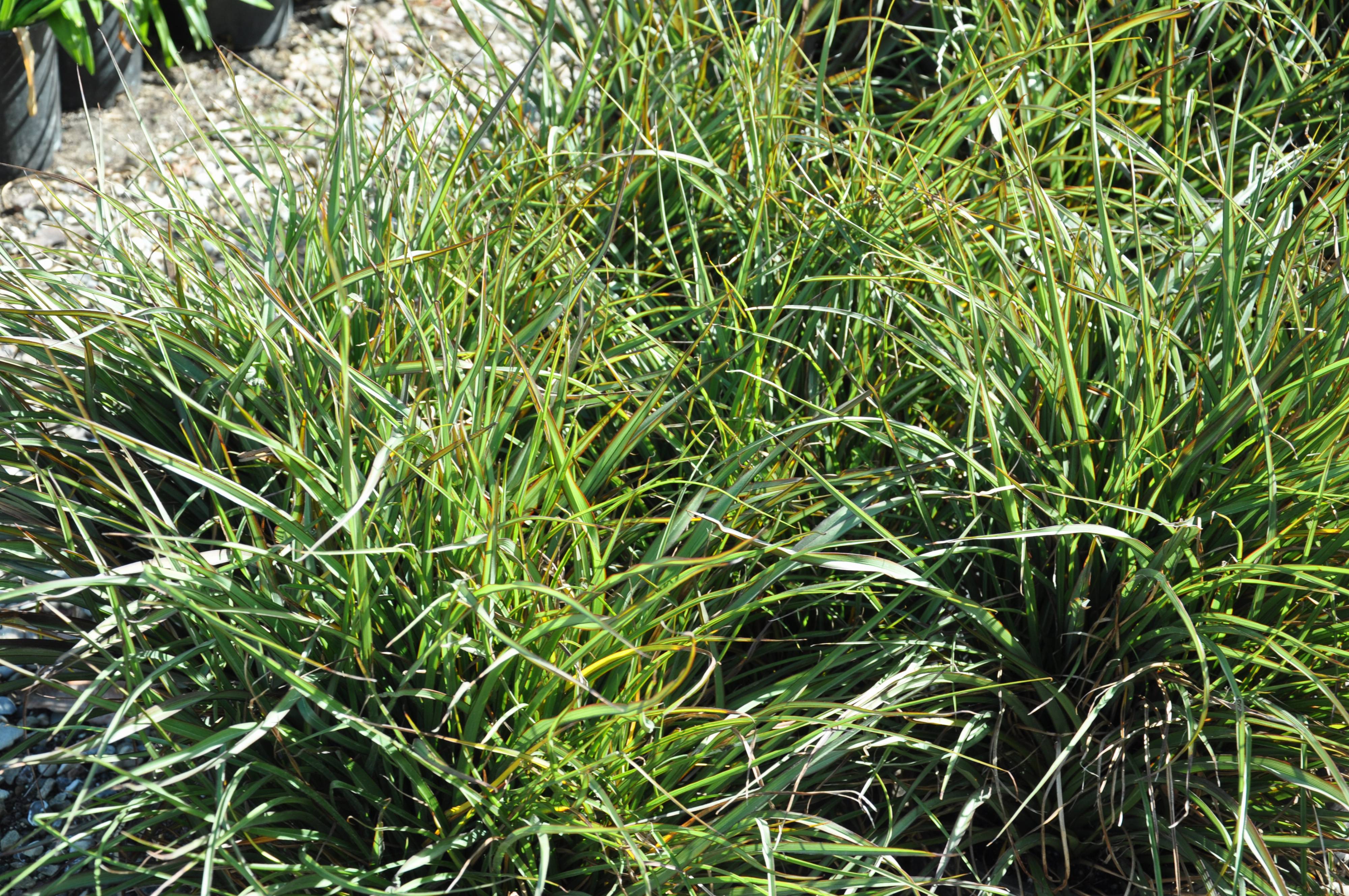 Home & Hobby Phormium 'Tom Thumb' TR Tom Thumb Flax Floral & Garden