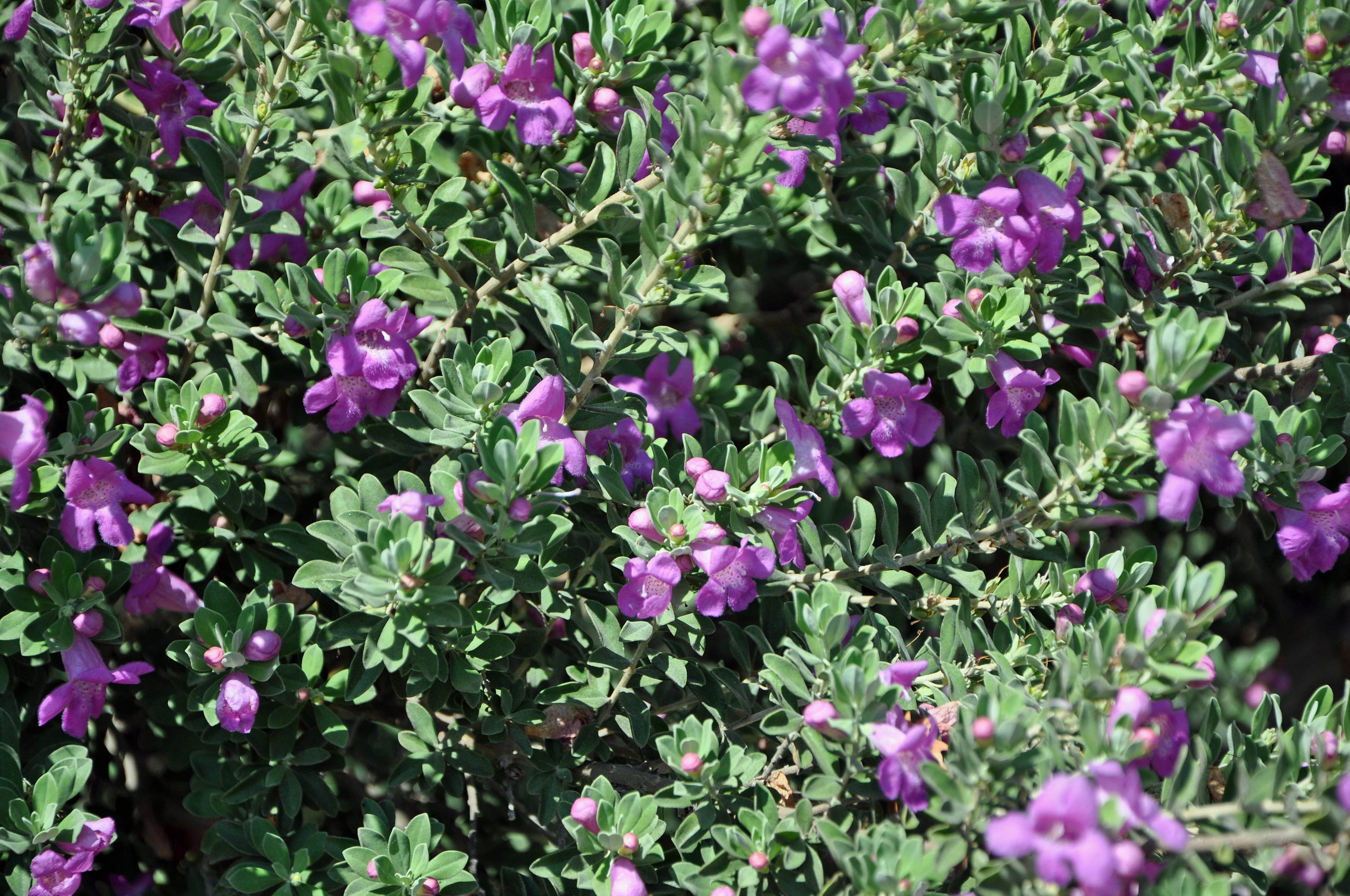 Leucophyllum frutescens - Texas Ranger | PlantMaster