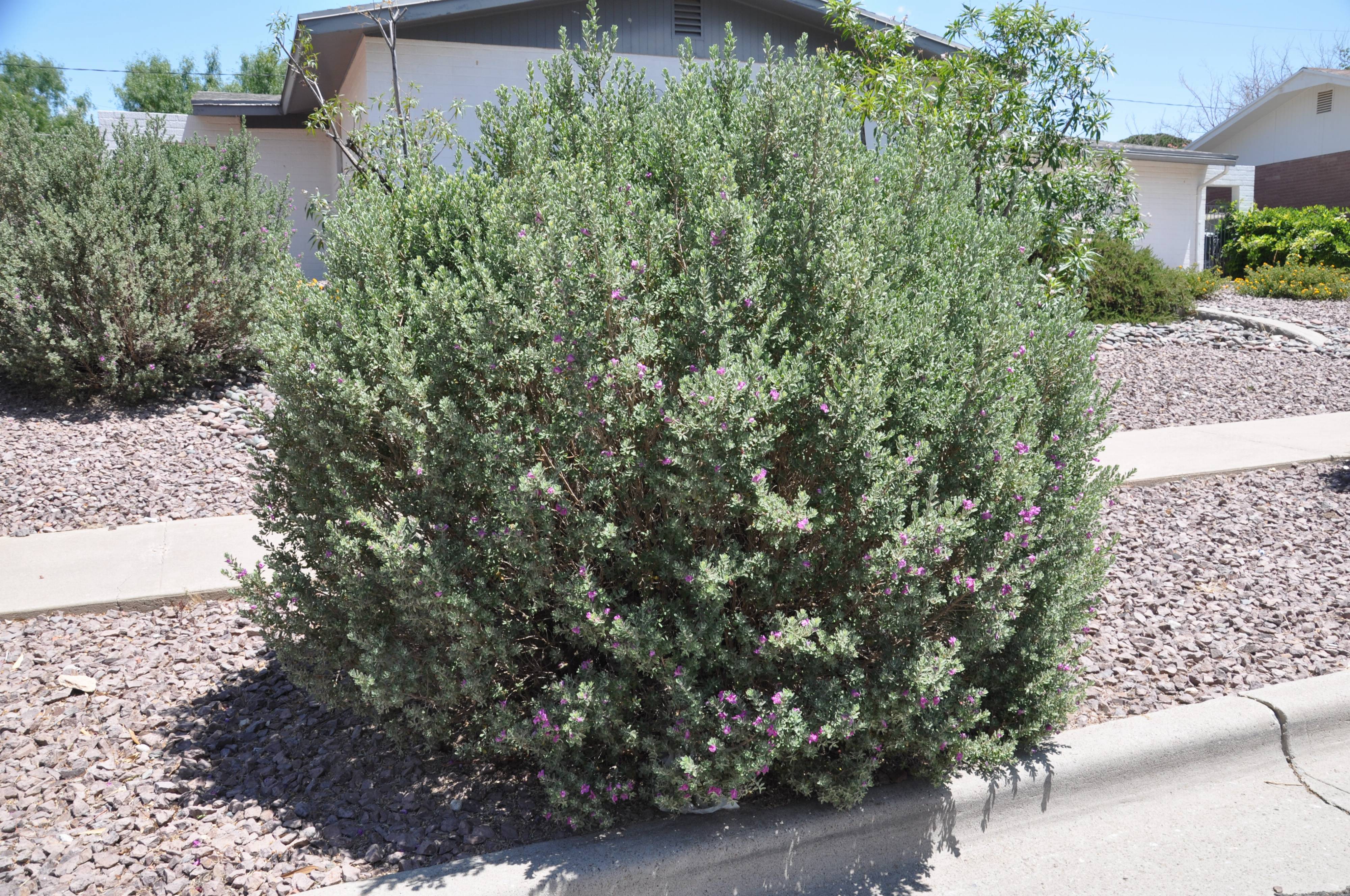 Leucophyllum frutescens - Texas Ranger | PlantMaster