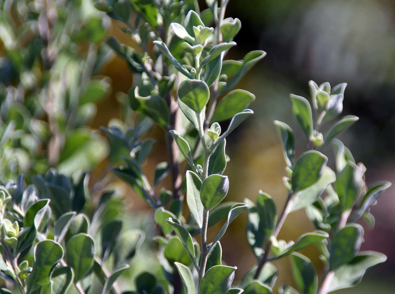 Leucophyllum frutescens - Texas Ranger | PlantMaster