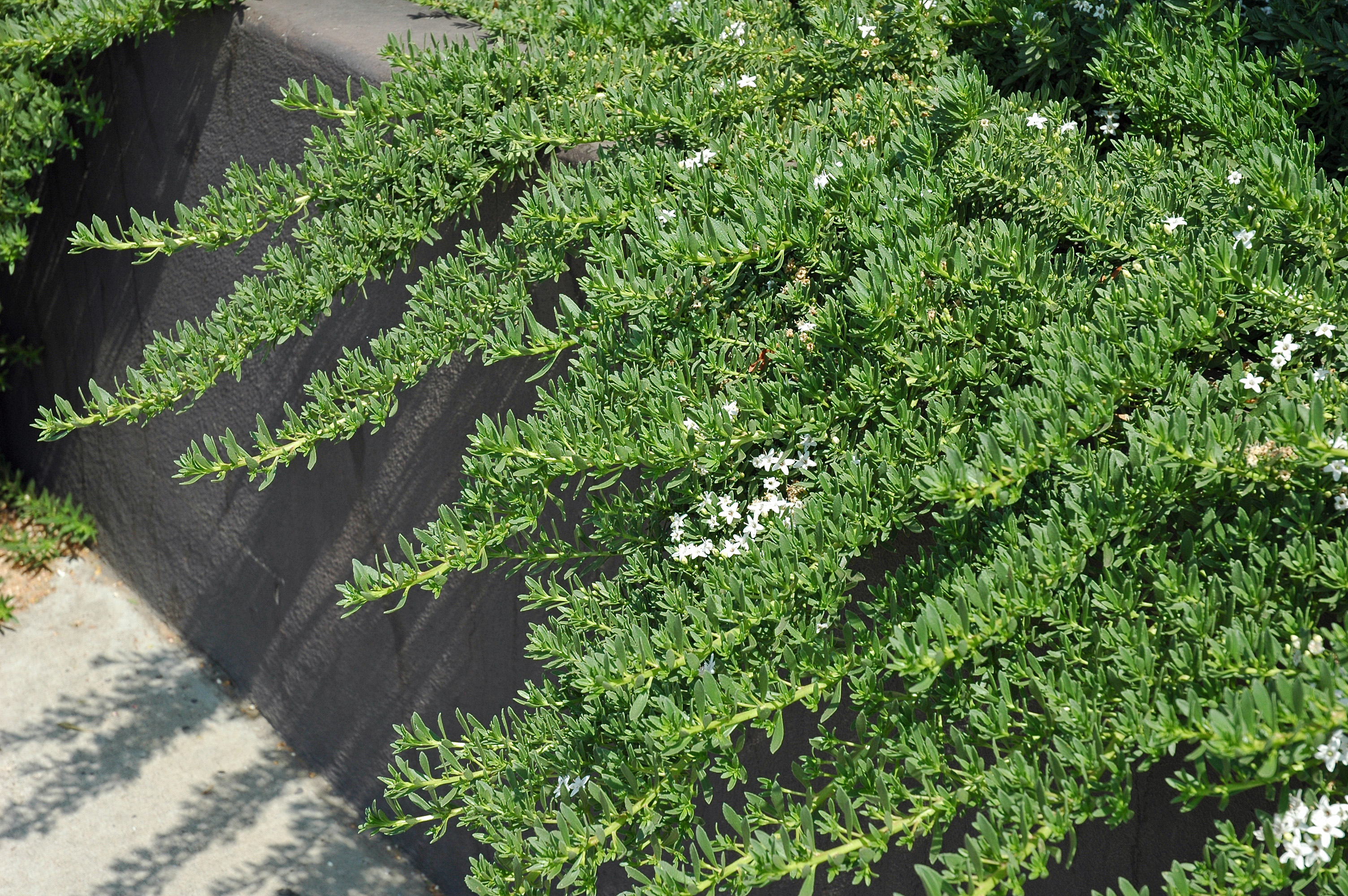 Myoporum parvifolium