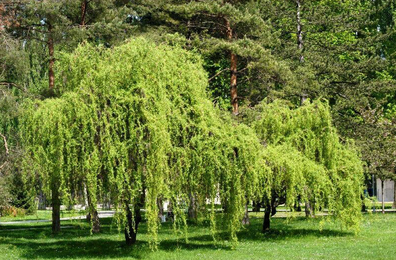 Corkscrew Willow