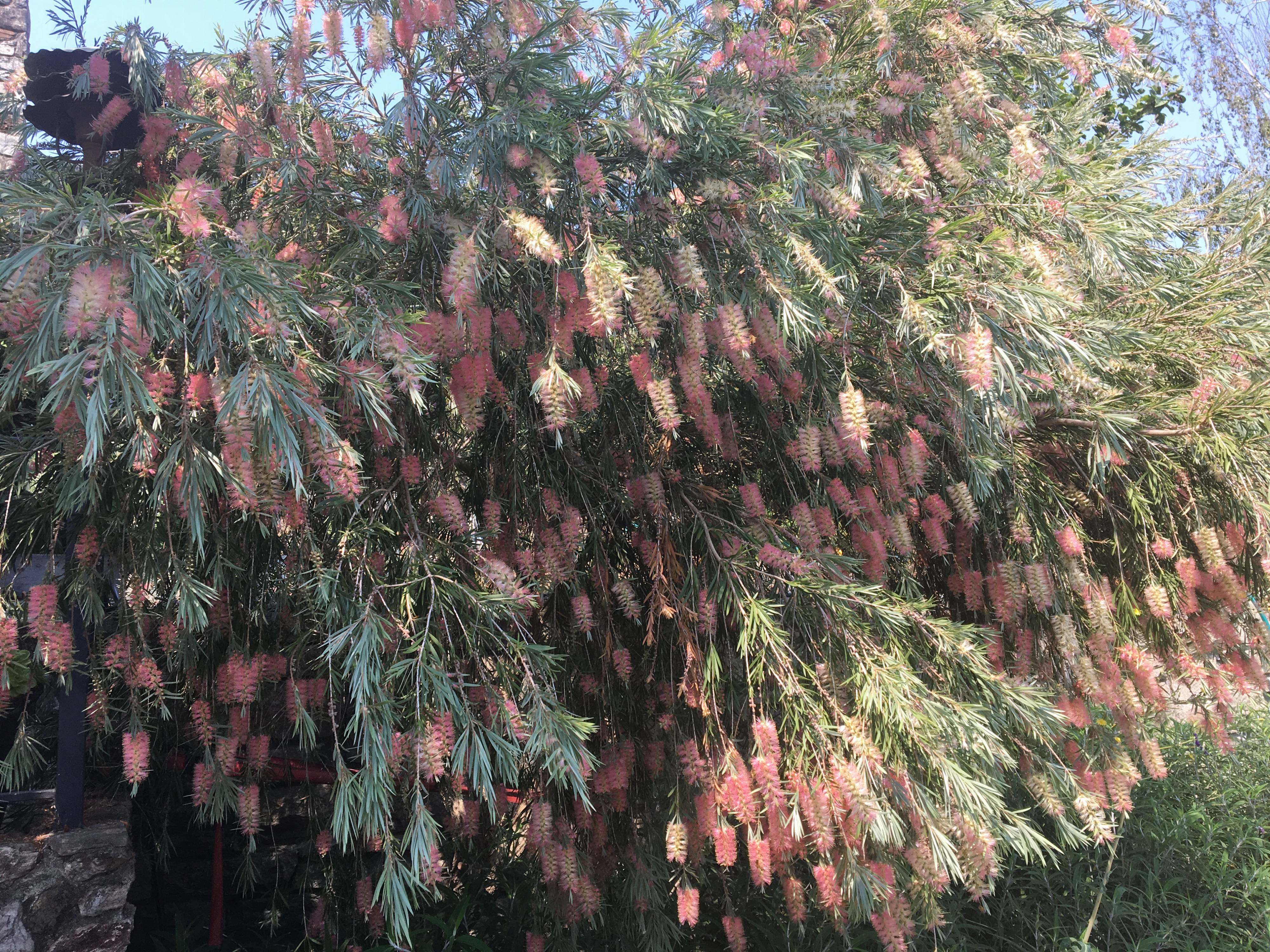 Bottle Brush Tree or Shrub - Anne of Green Gardens